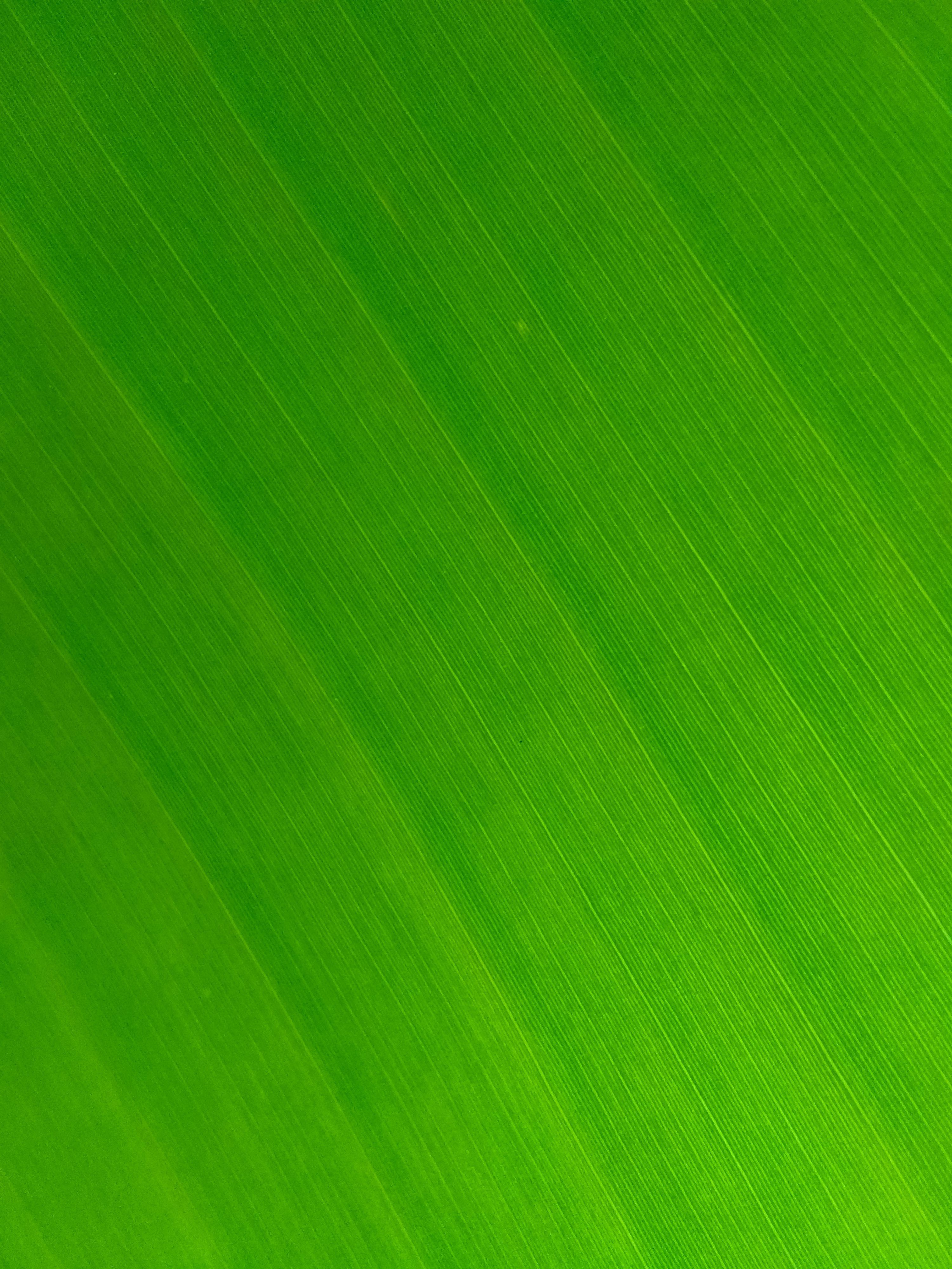 3000x4000 Pastel Green Background Picture