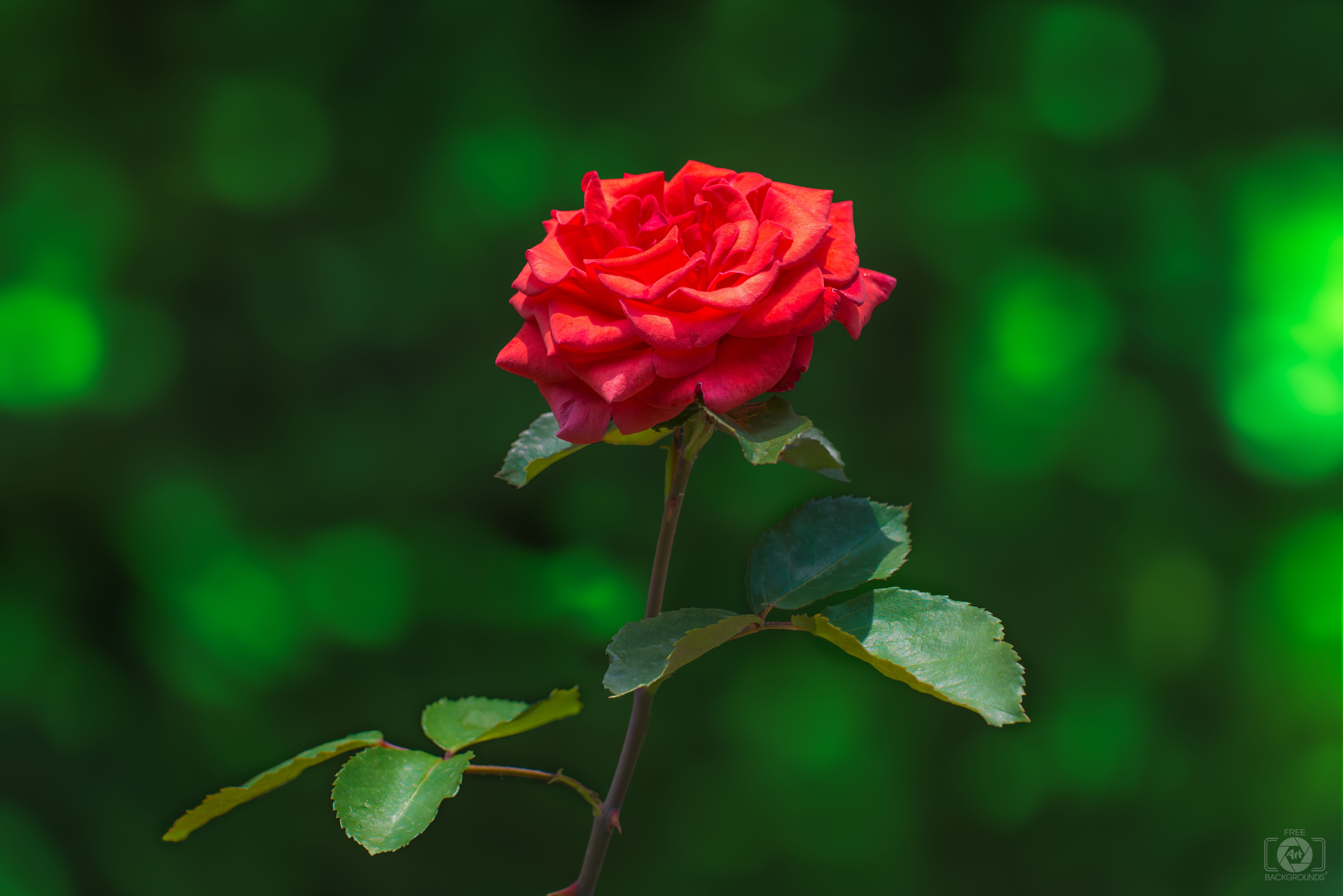 6275x4188 Red Rose Green Background