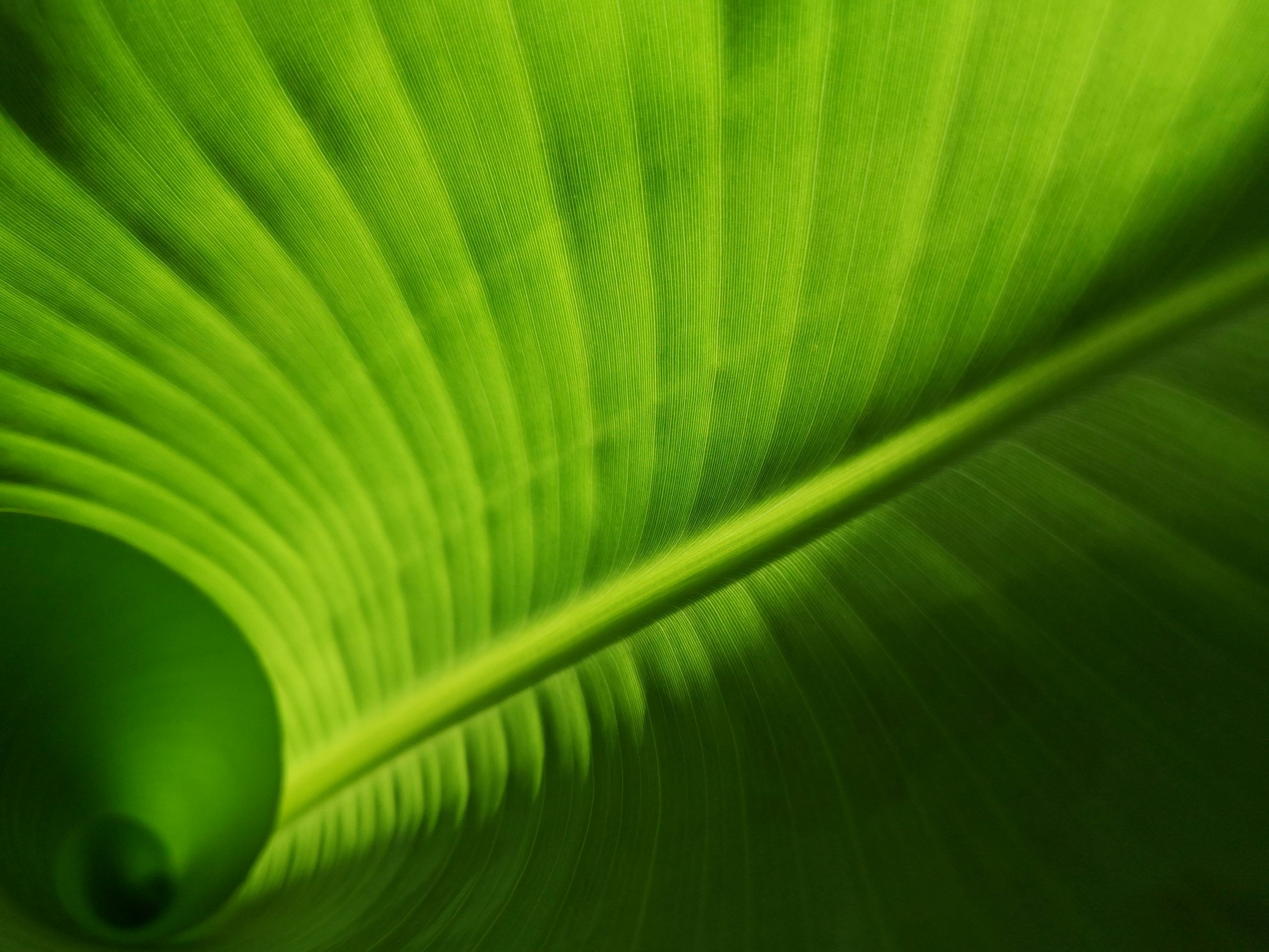 3000x2250 Green Leaves Background Picture