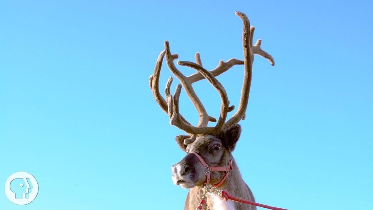 1280x720 Latest Image Of A Reindeer Rudolph The Red Nosed Lyrics YouTube