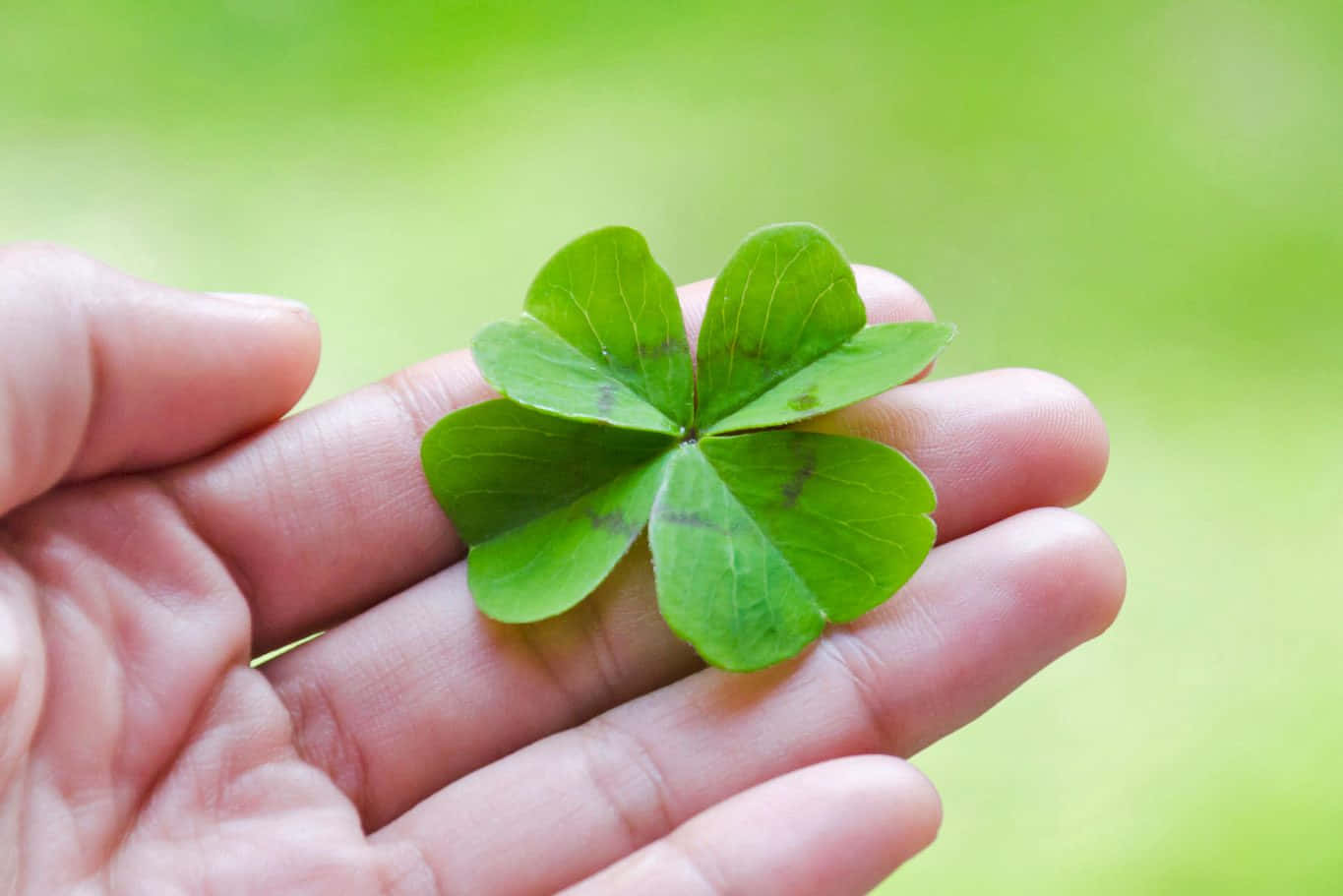 1365x911 Four Leaf Clover Picture