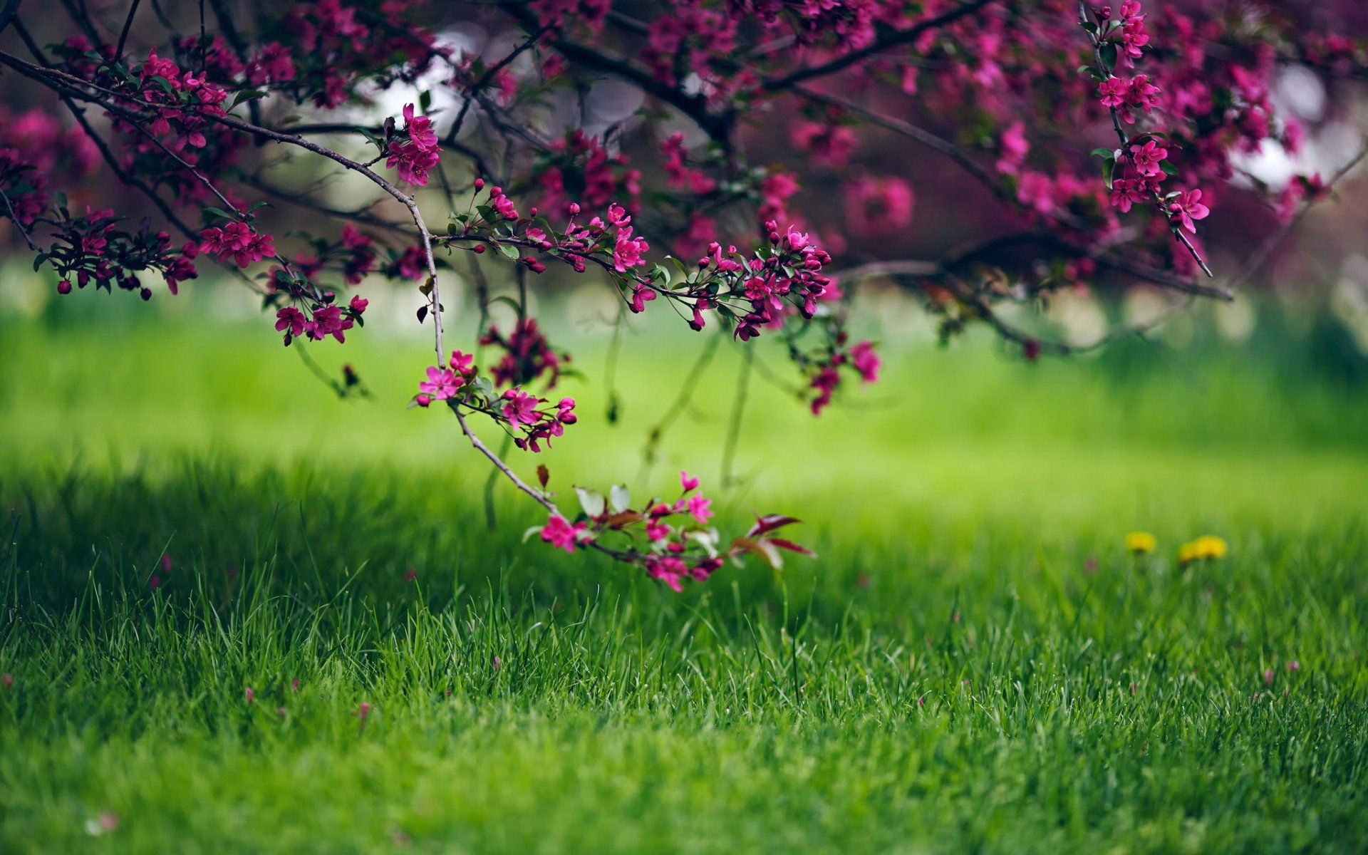1920x1200 Blossoming Nature: HD Wallpaper
