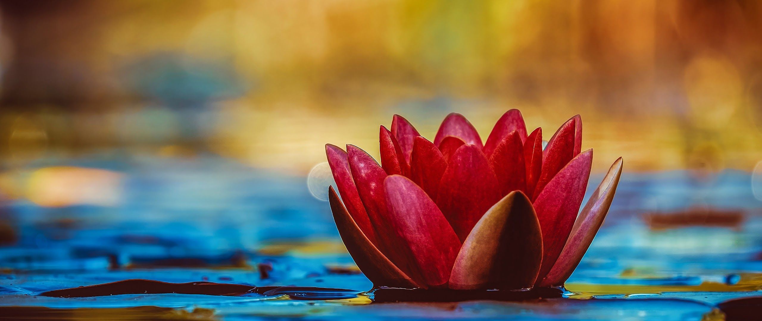 2560x1080 Lotus Nature Plant 4K Wallpaper