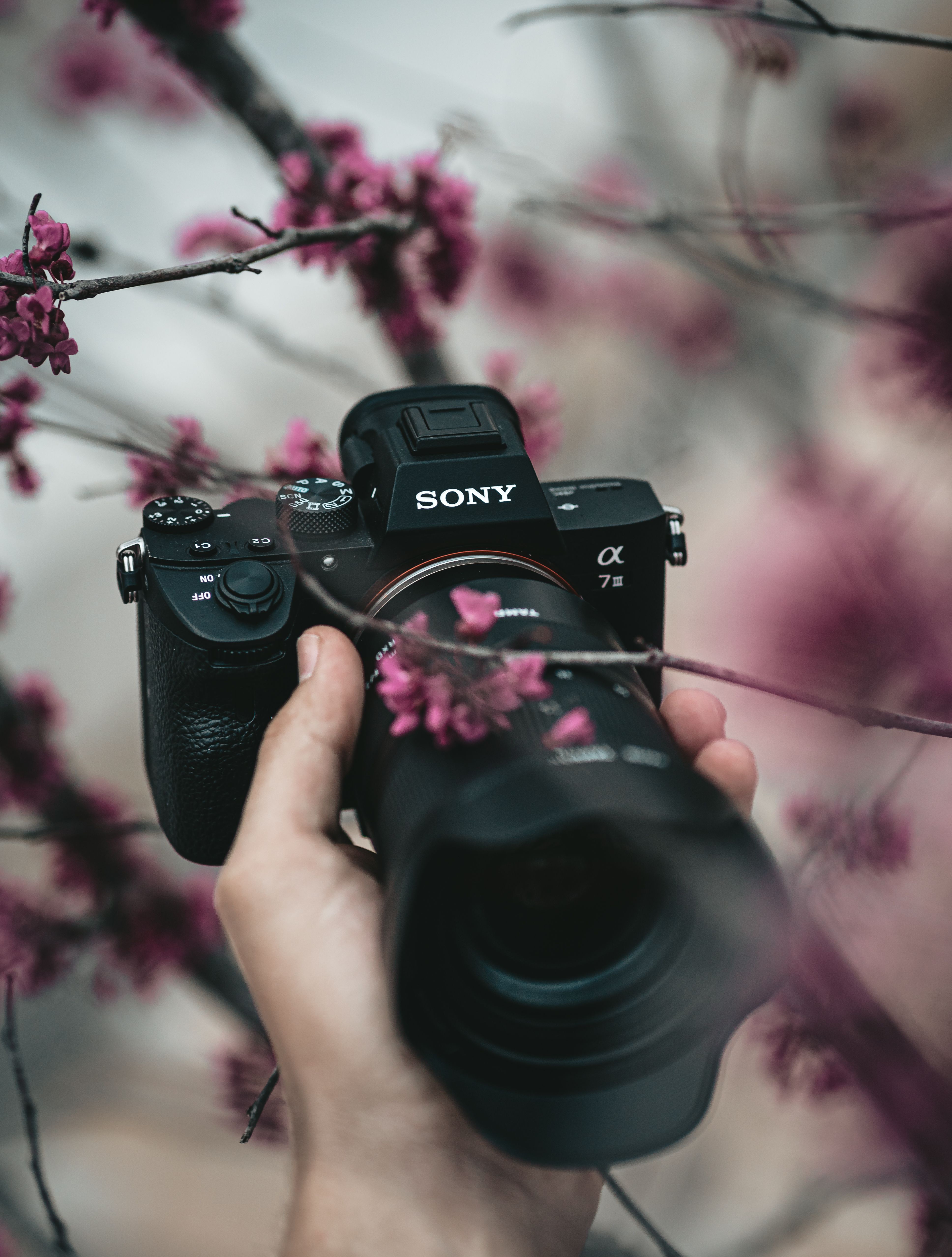 3872x5112 Sony A7III With The Tamron 28 75mm 2.8