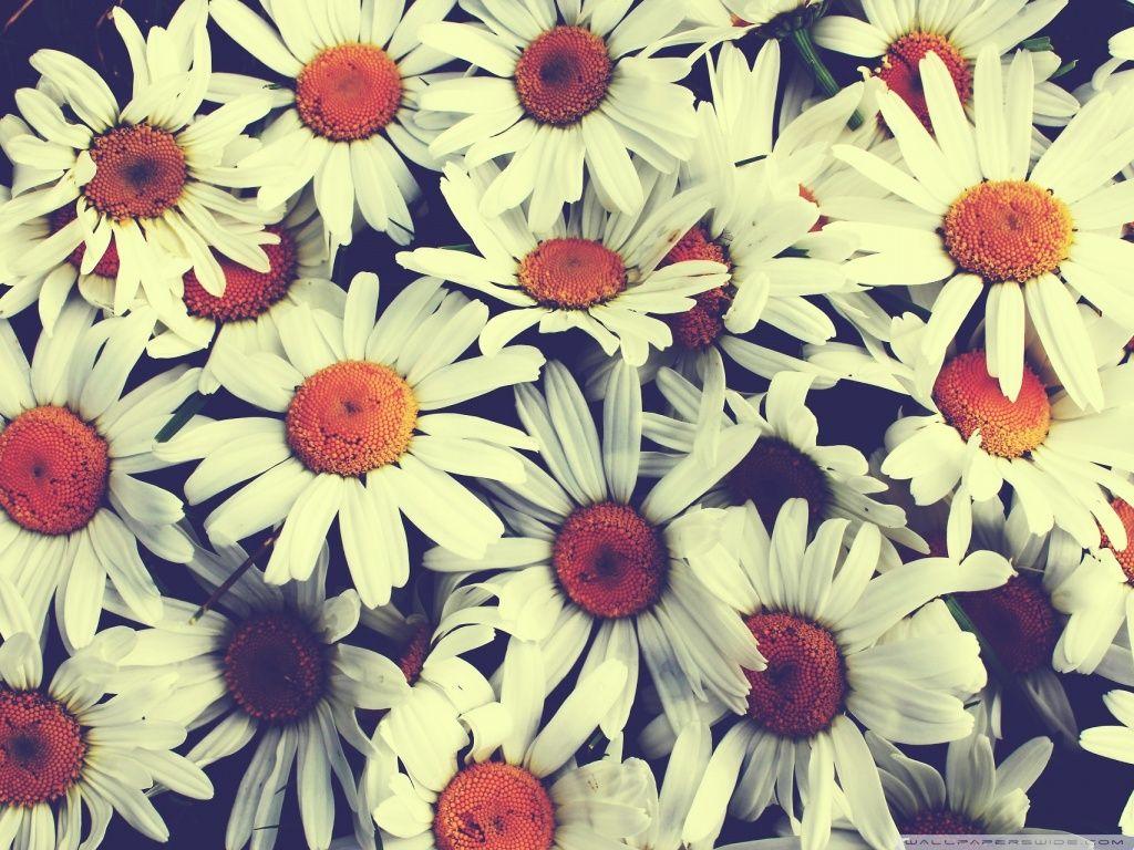 1024x768 Pretty Wallpaper