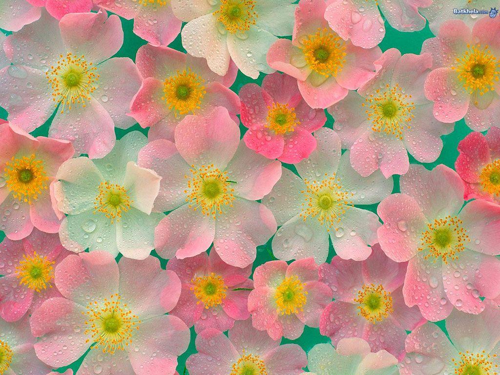 1024x768 Free download Flowers image pretty ness HD wallpaper