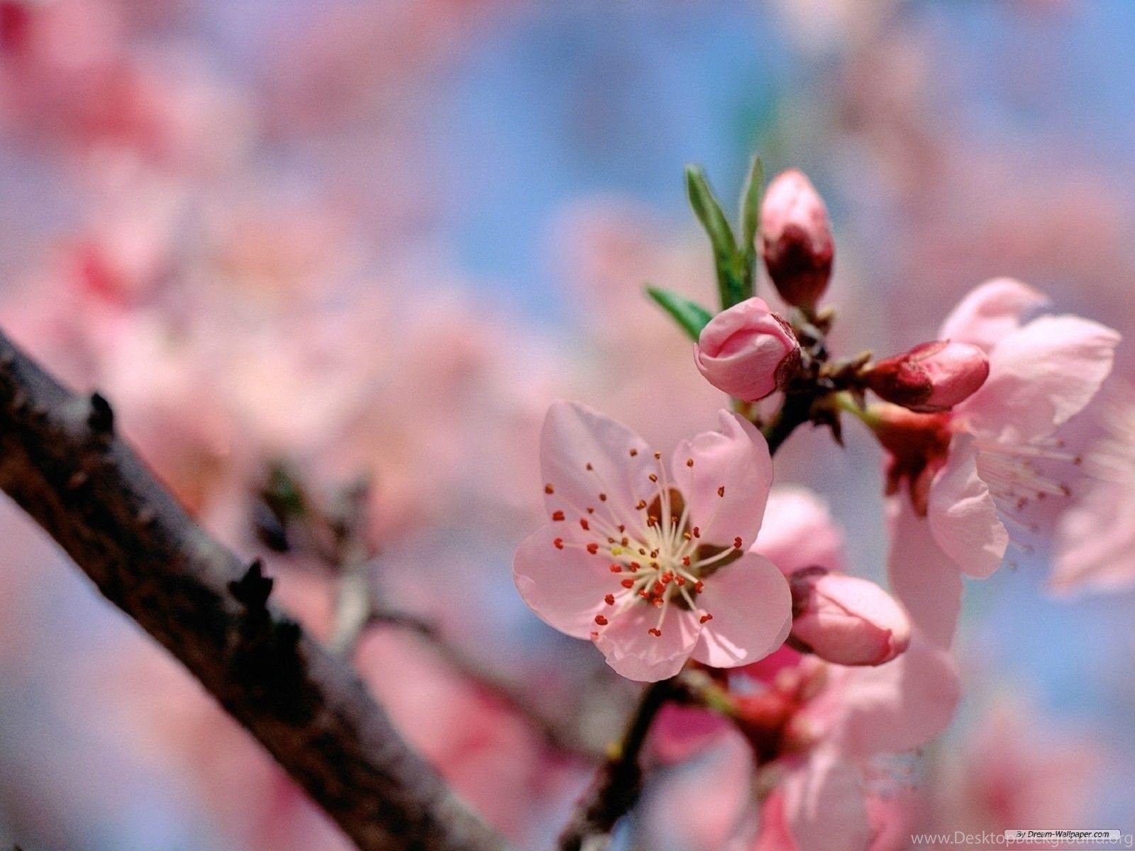 1600x1200 Spring Flowers Wallpaper Free HD Wallpaper Pretty Desktop