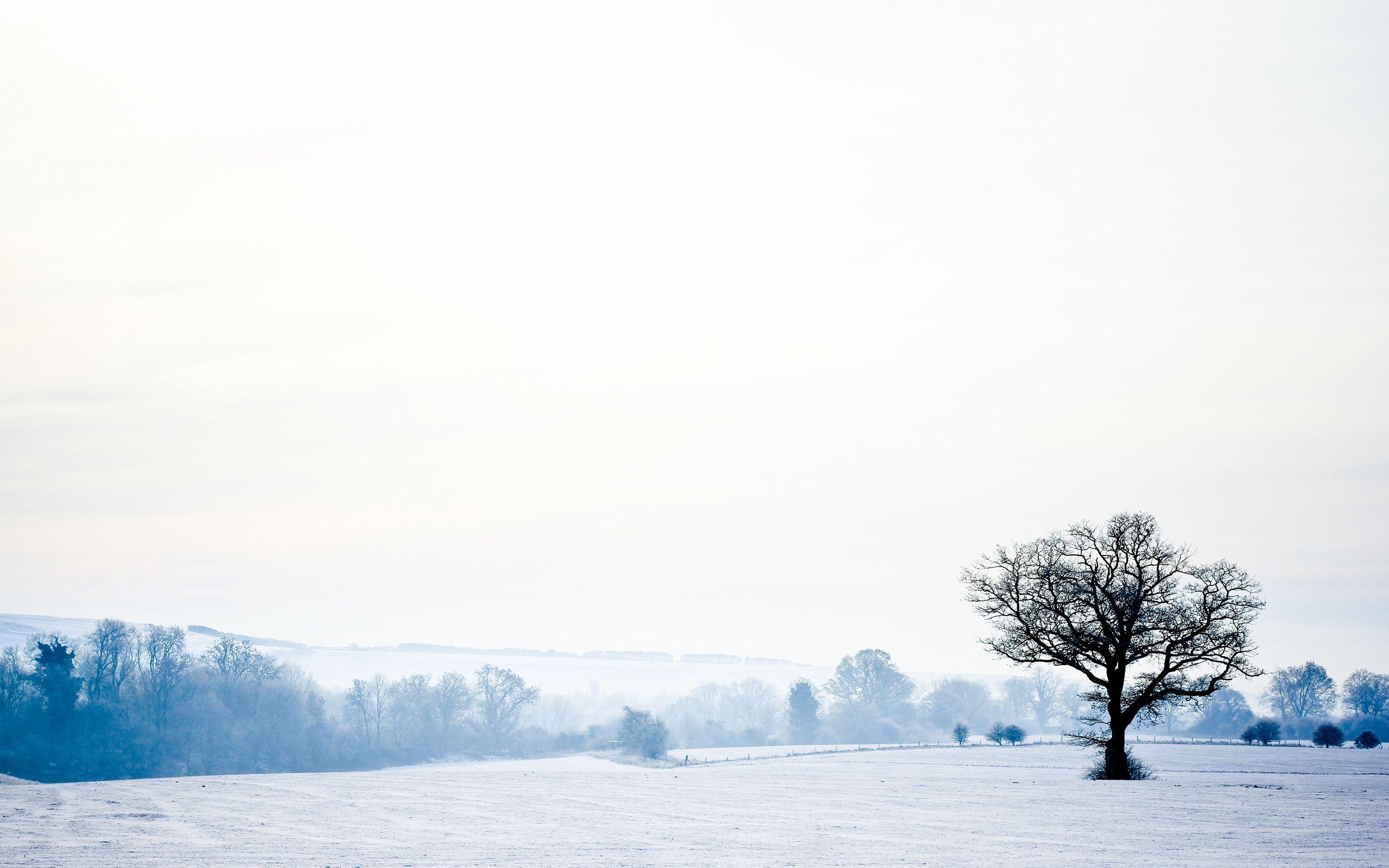 2560x1600 Download wallpaper 2560x1600 landscape, tree, lonely, snow
