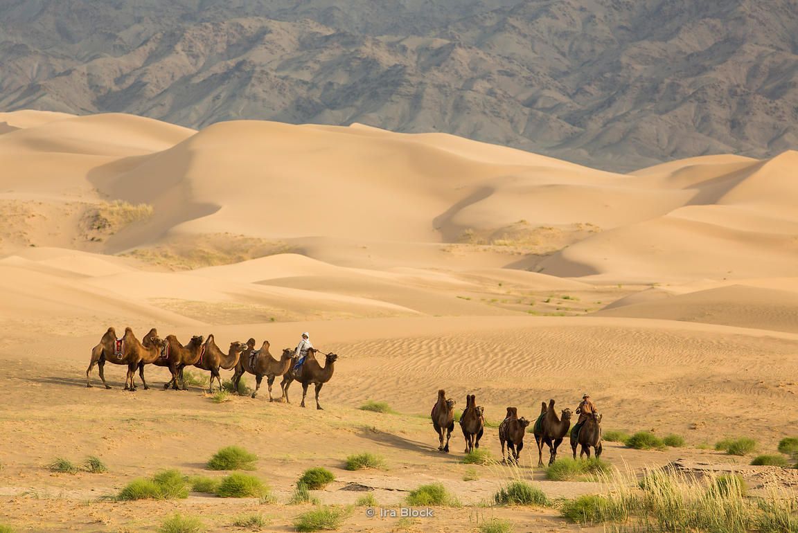 1152x770 Caravan of Bactrian camels in the South