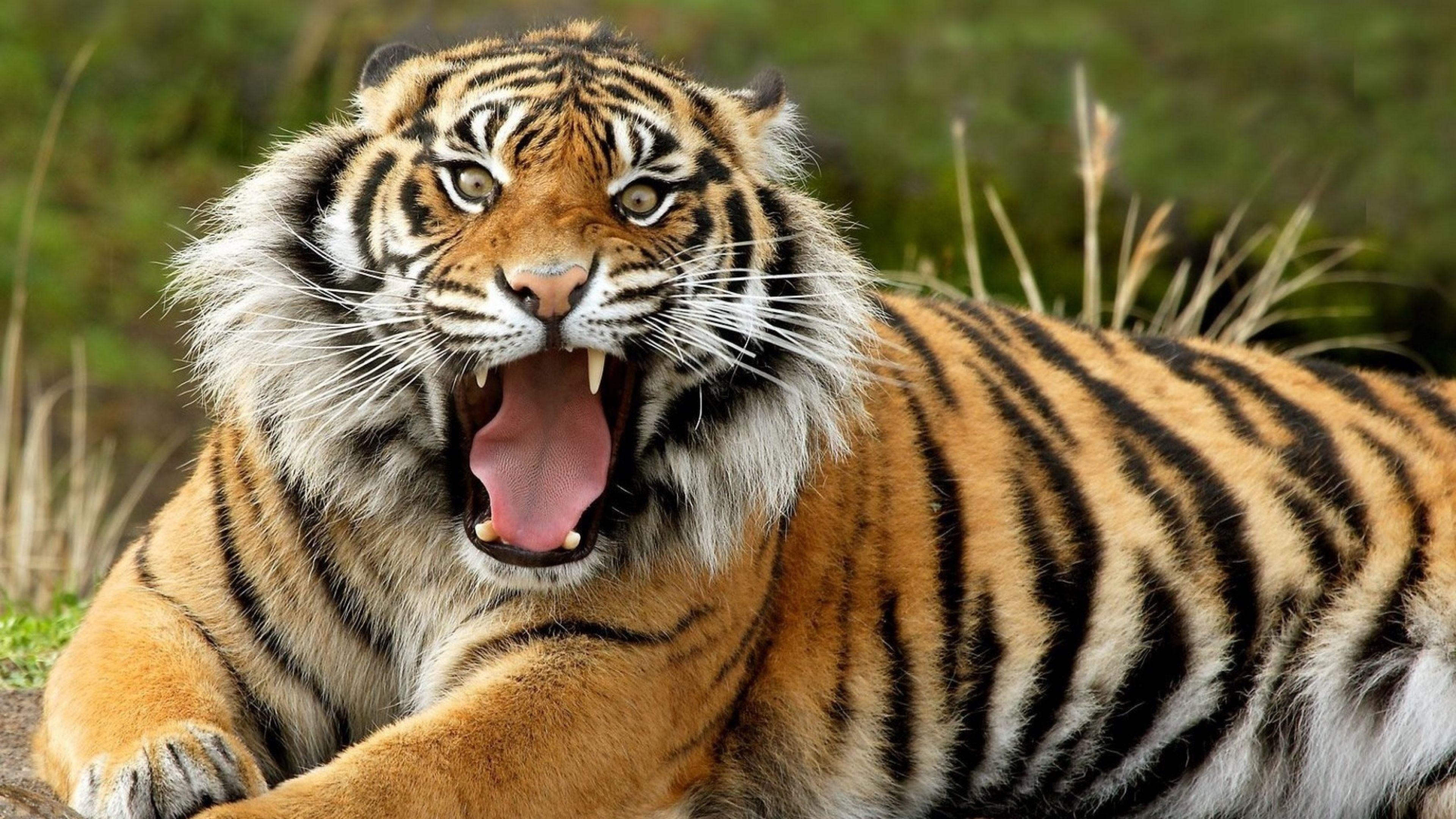 3840x2160 Free Tiger Face, Download Free