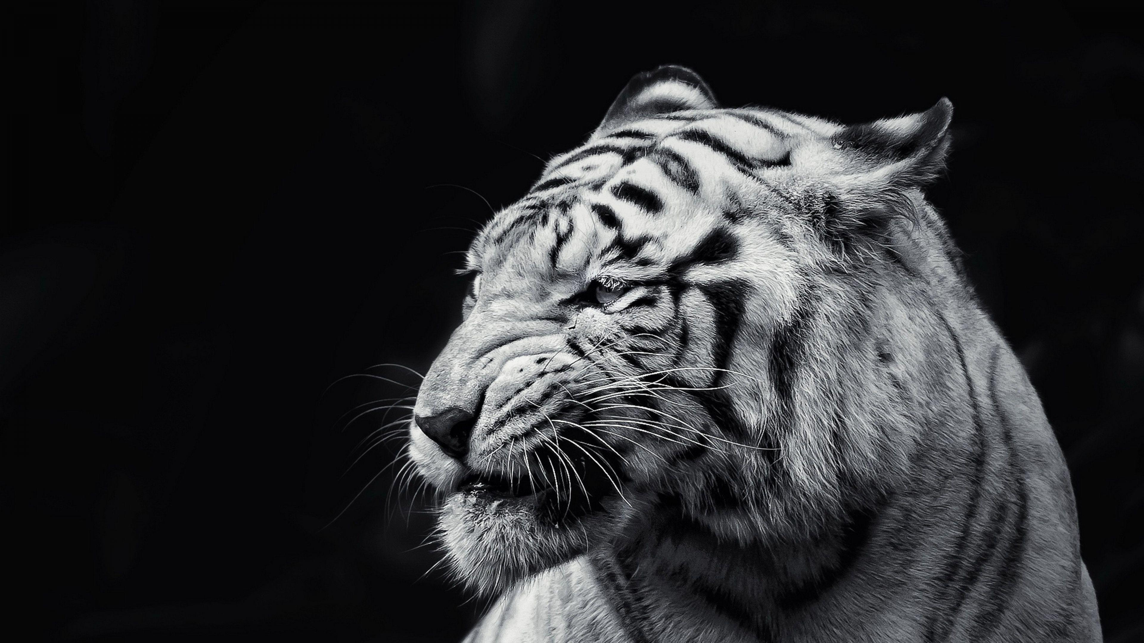 3840x2160 Download Wallpaper 3840x2160 Tiger, Face, Eyes, Black and white 4K