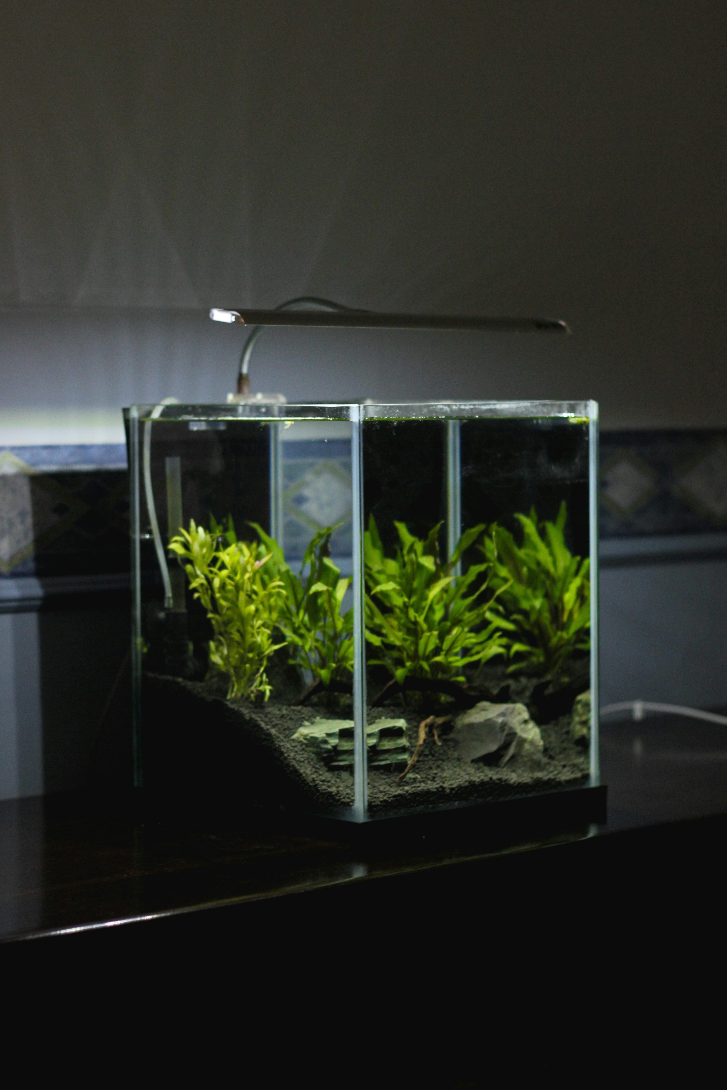 3000x4500 Planted Aquarium Picture. Download