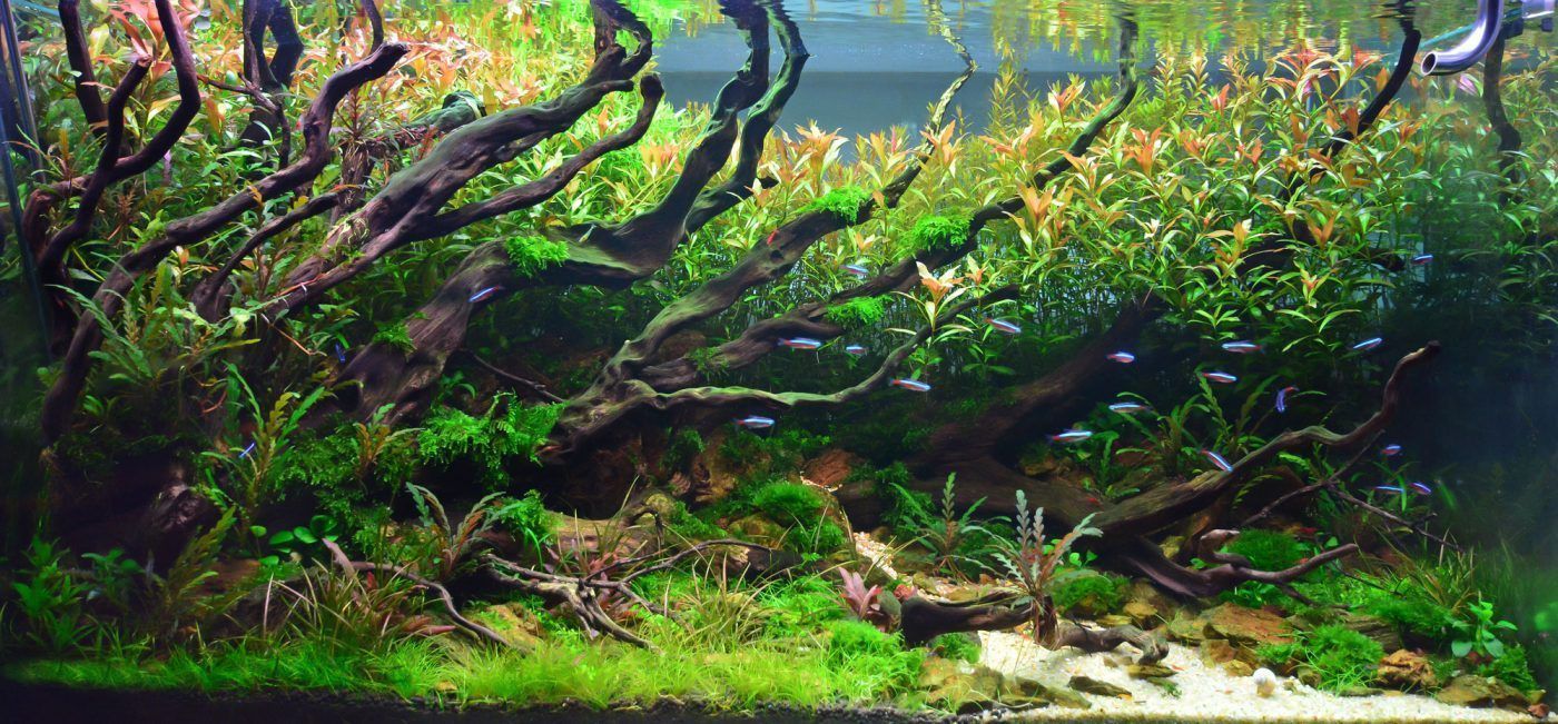 1400x651 Planted Aquariums: Complete Guide