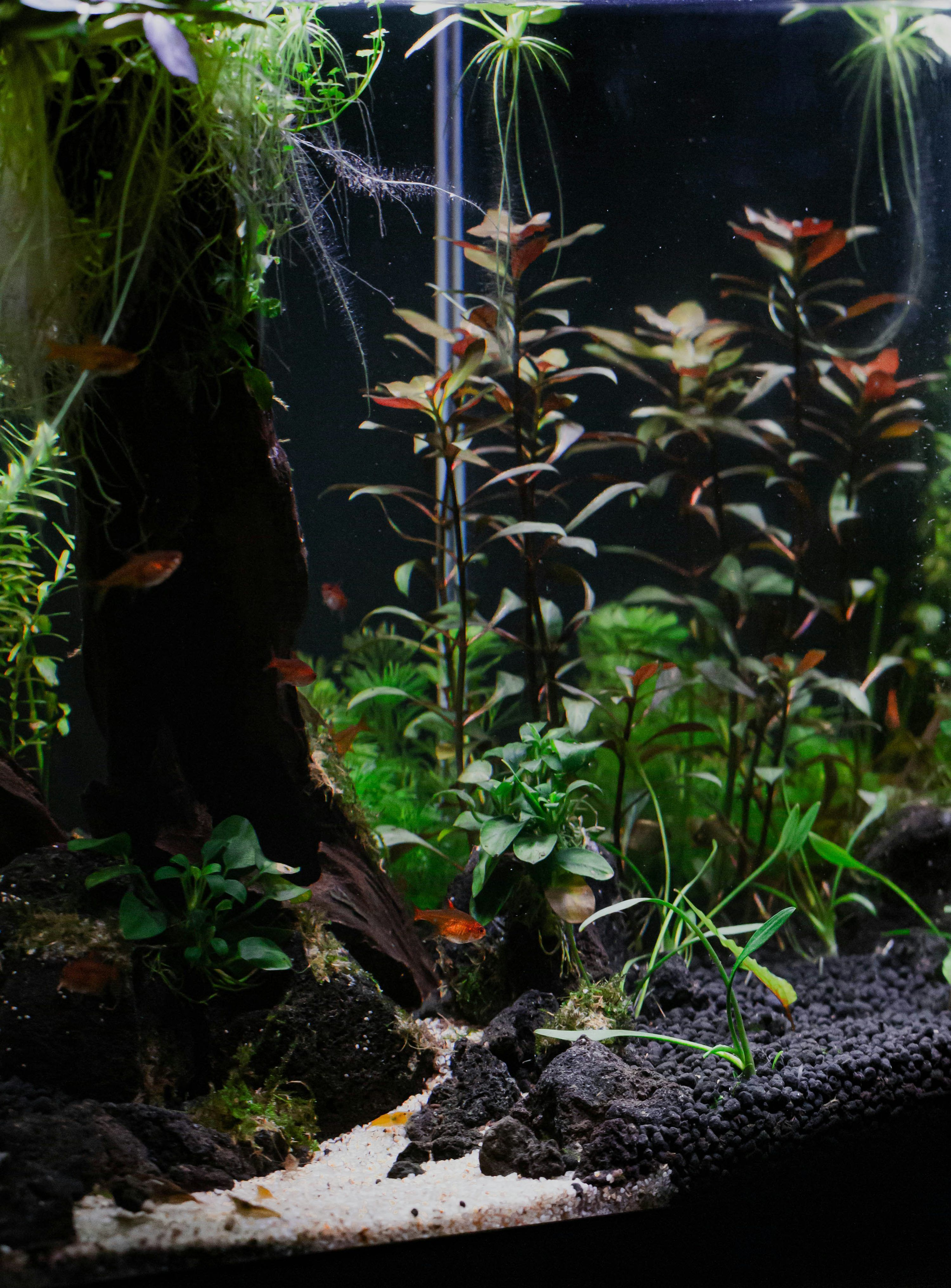 3000x4060 Planted Aquarium Picture. Download