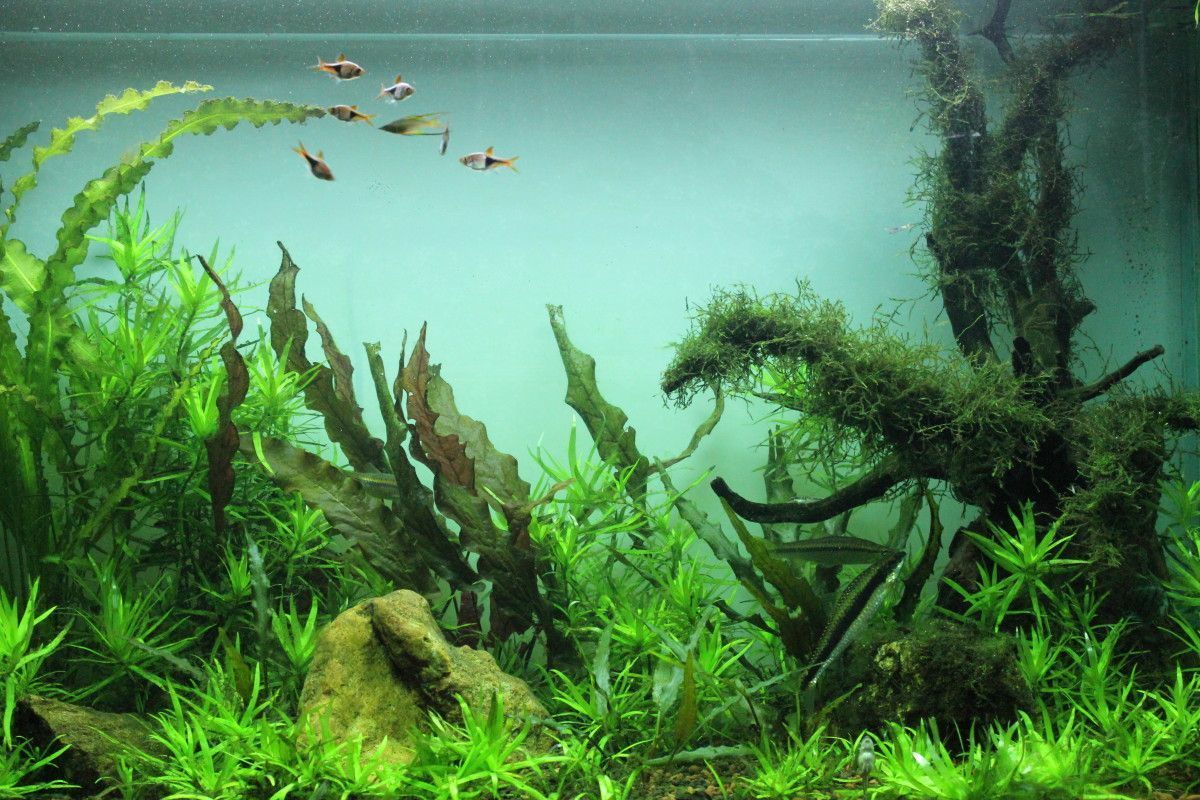 1200x800 Shades of Aquarium Style: Exploring