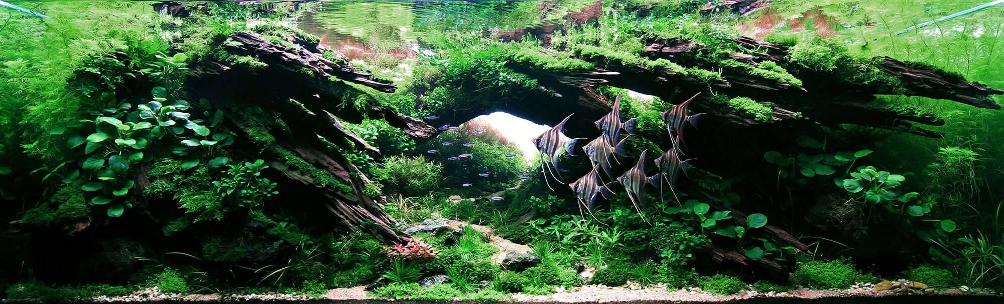 2000x607 Aquascaping Styles: Nature Aquarium