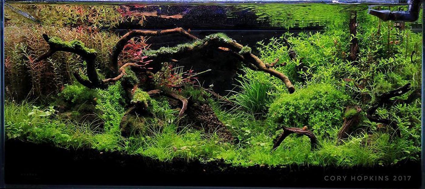 1400x622 Aquascaper Aquariums: Inspiration