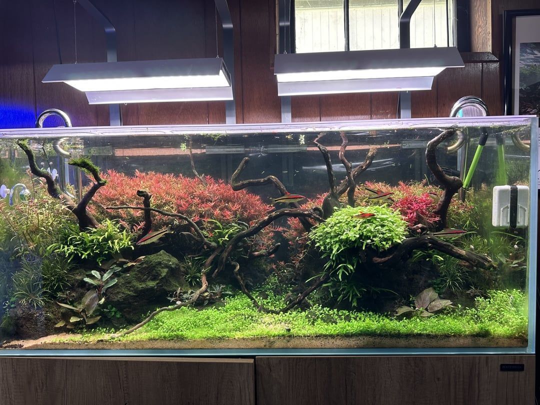1080x810 My 80 gallons planted tank