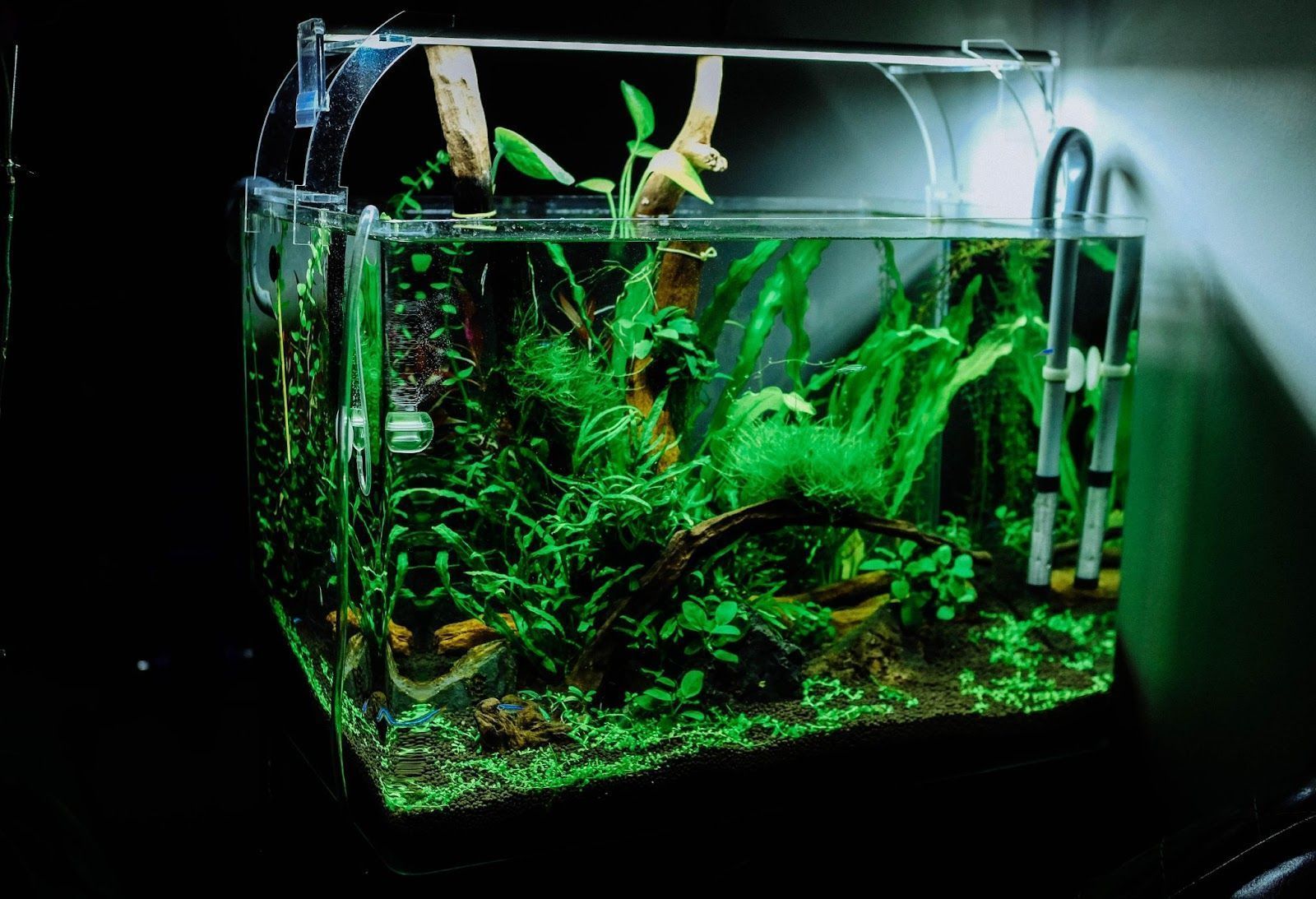 1600x1093 Planted Tank