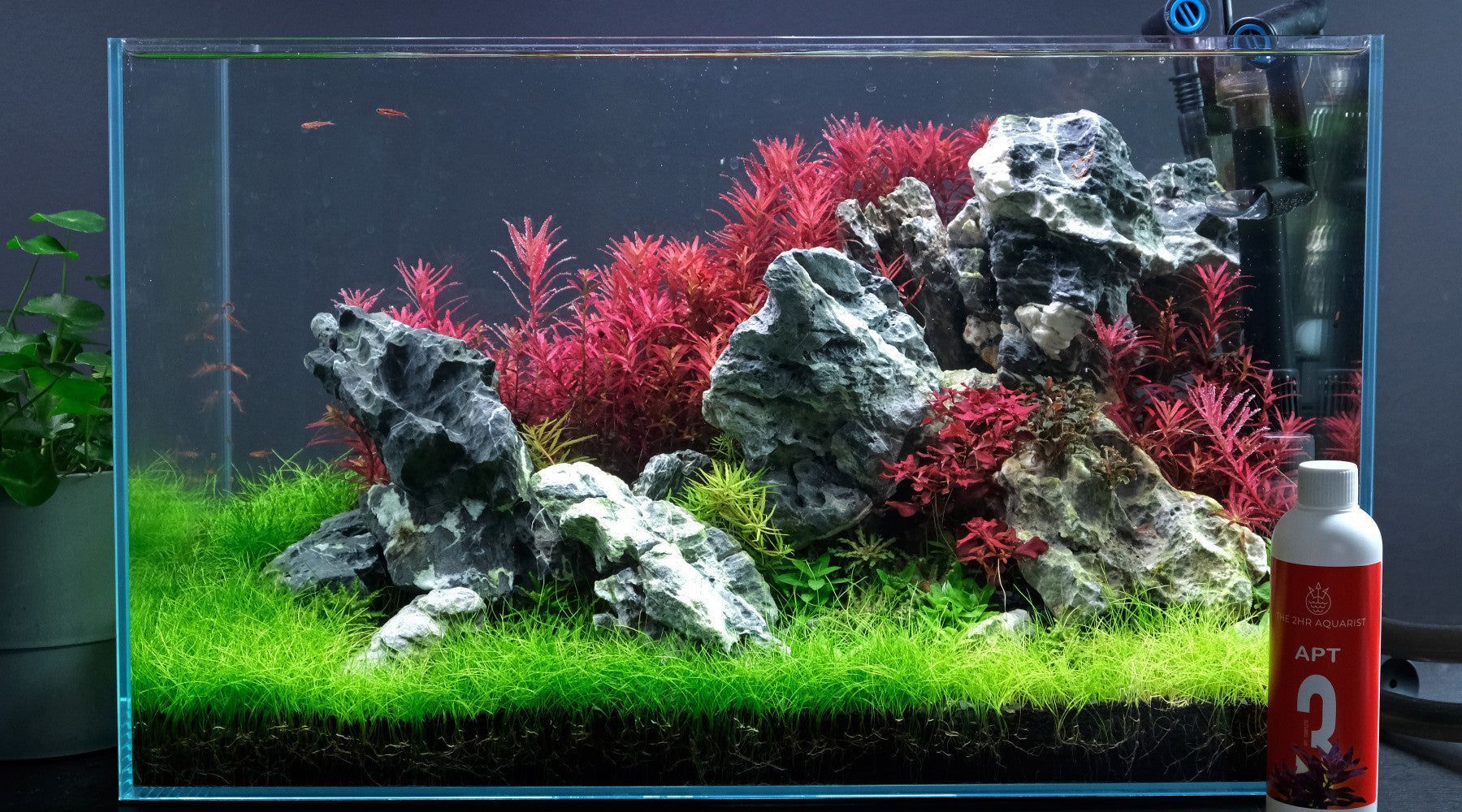 1800x1000 GH in a planted aquarium