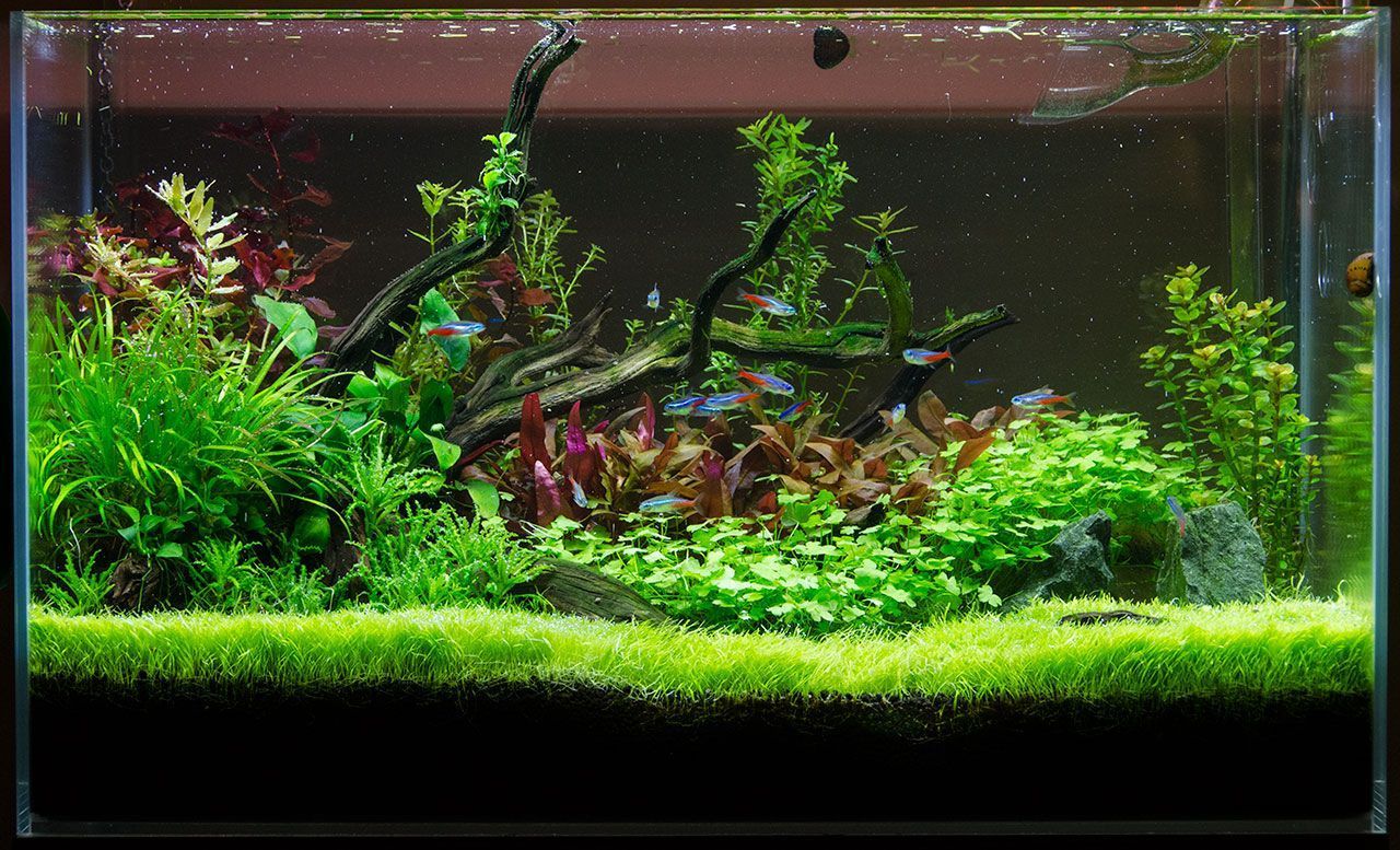 1280x777 Fallen Tree Branch 60cm jungle mode