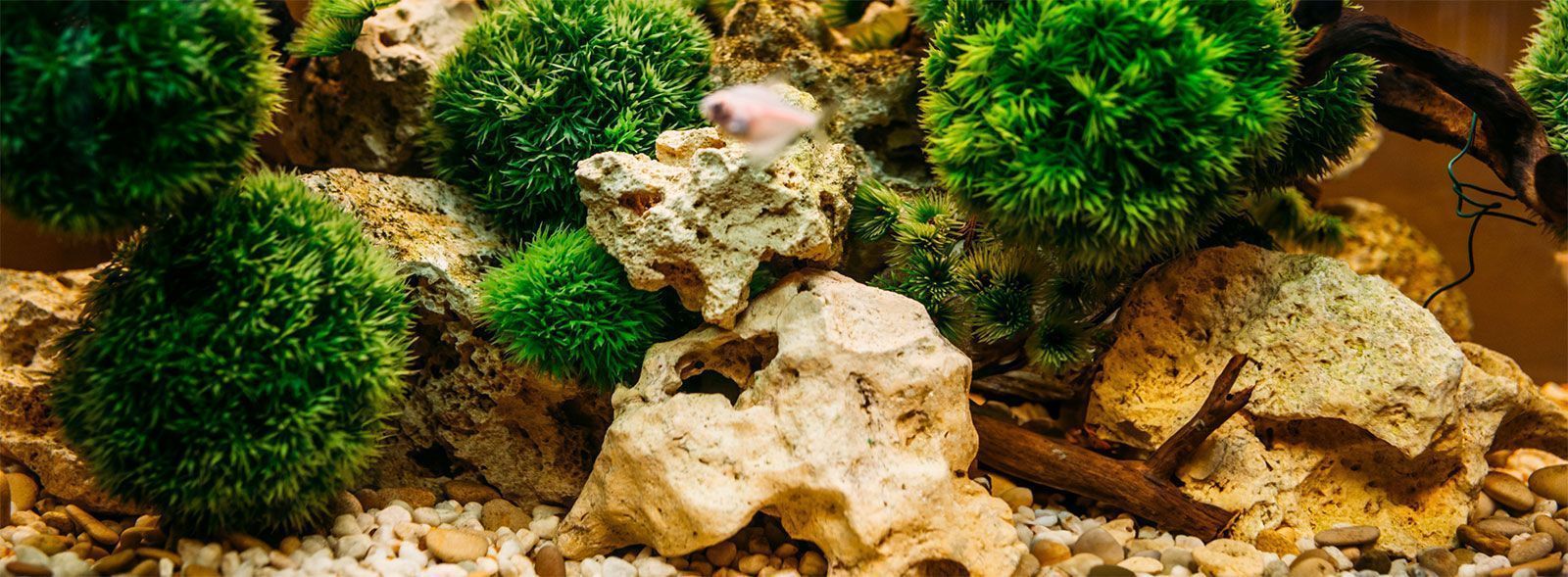 1600x589 Live Aquarium Plants & Supplies. FREE