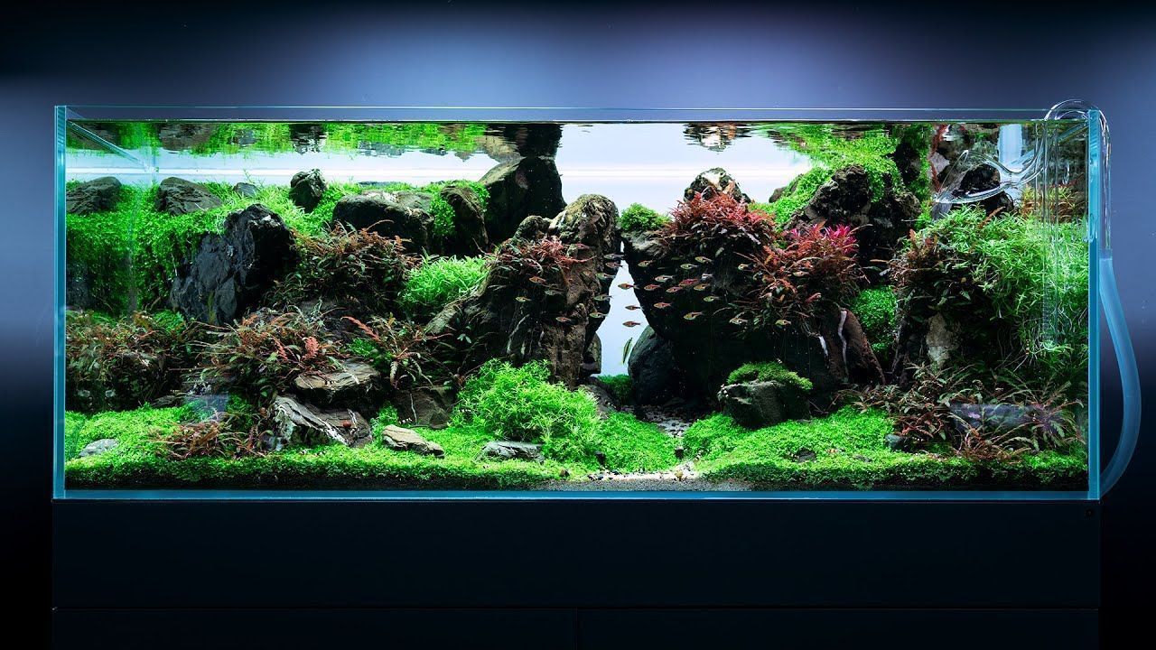1280x720 240L EPIC JAPANESE AQUASCAPE AT GREEN