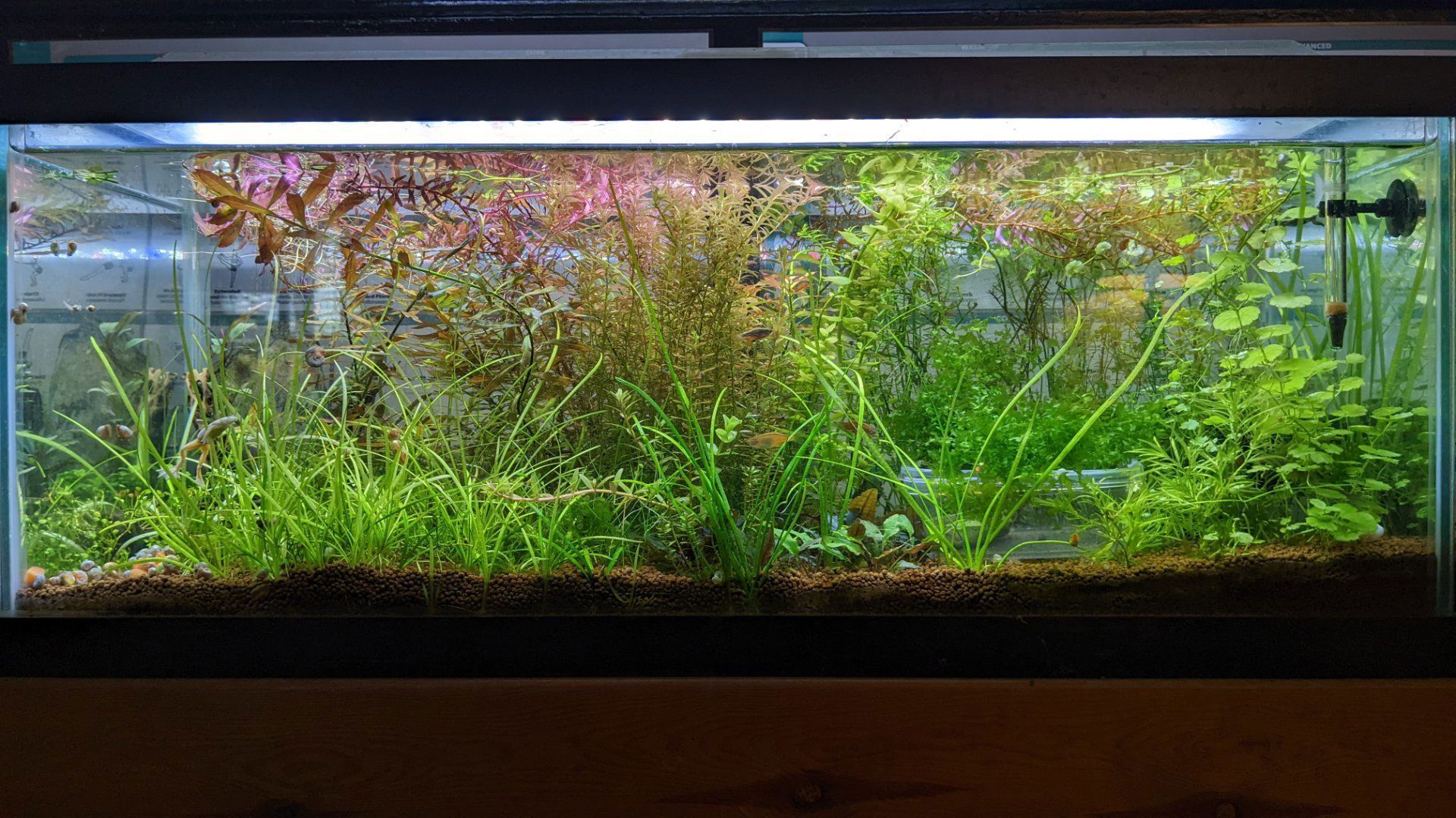 1920x1080 MD Fish Tank Lighting Choices