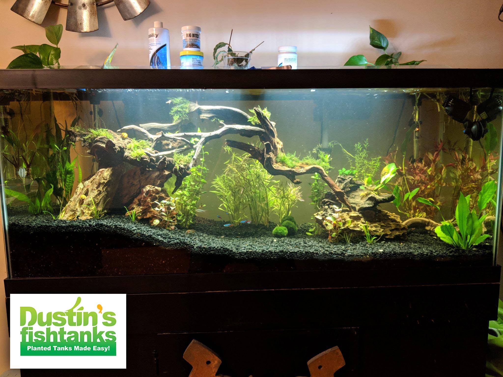 2048x1536 Fishtank People Planted Aquarium