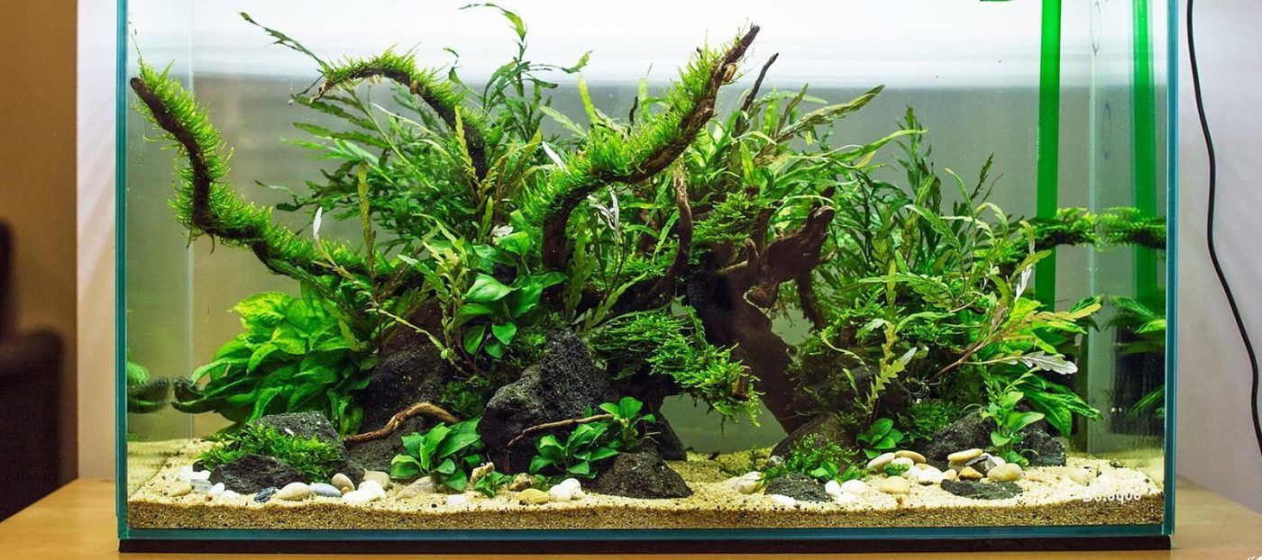 1400x622 Aquascaper Aquariums: Inspiration