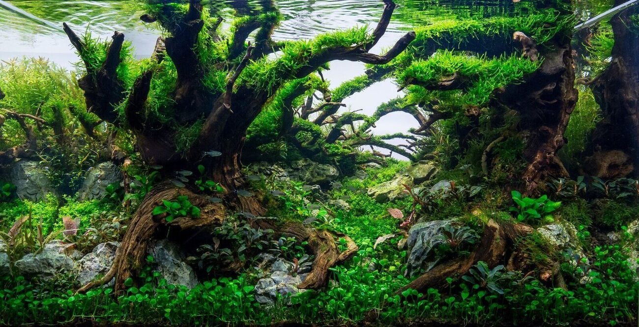 1300x666 Aquascaper Introduction. Barr Report