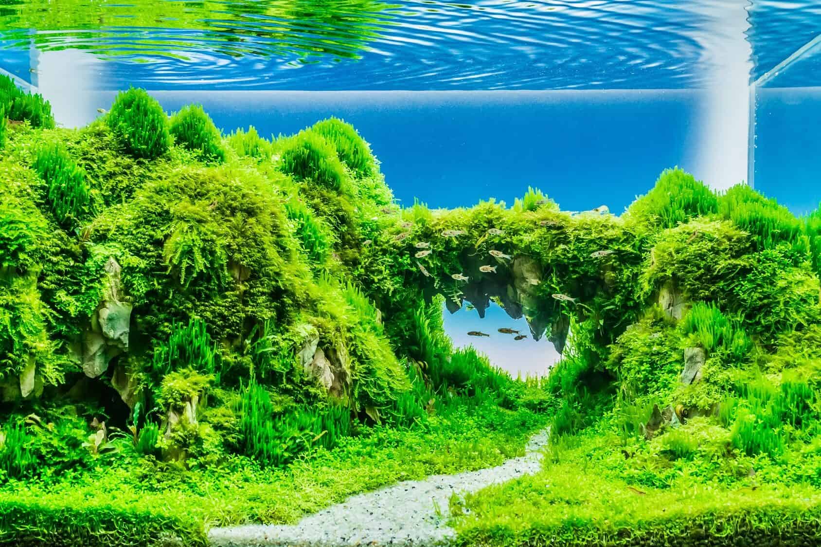 1688x1124 Planted Aquariums: How To Set Up, Best