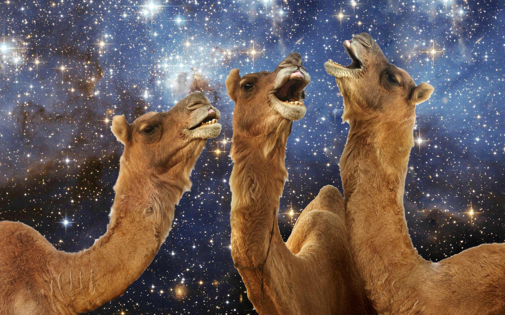 1920x1200 It's my cake day. Have a camels laughing in space wallpaper