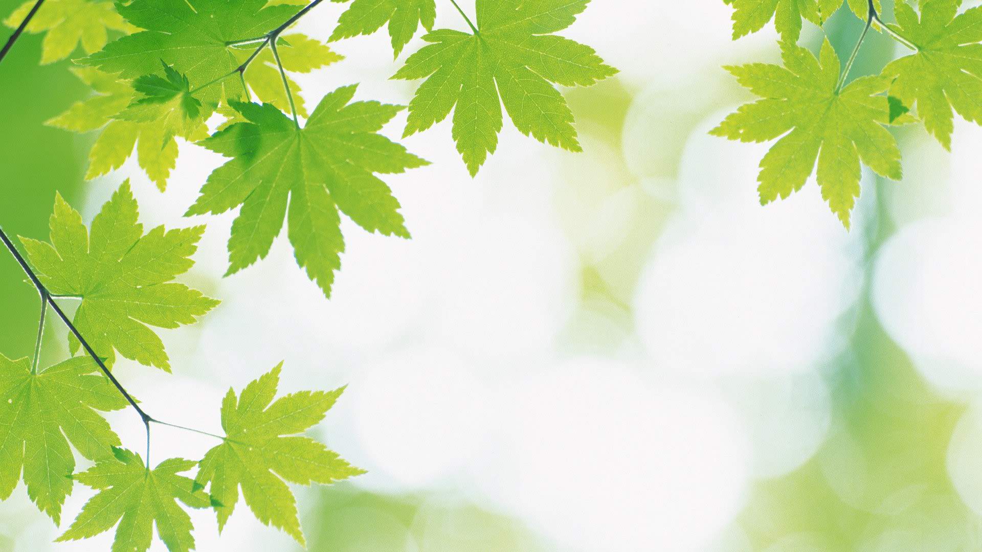 Green Laptop Wallpapers Top Free Green Laptop Backgrounds