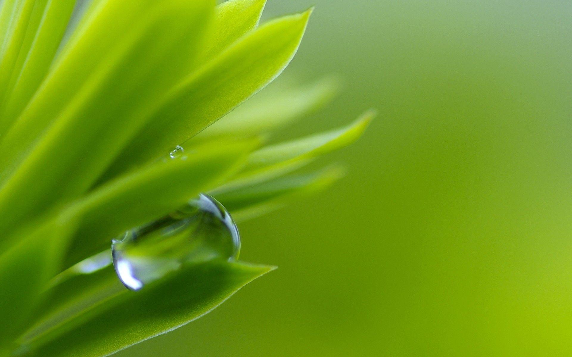 1920x1200 Drops: Wild Drop Nature Morning Green Macro Grass Wallpaper