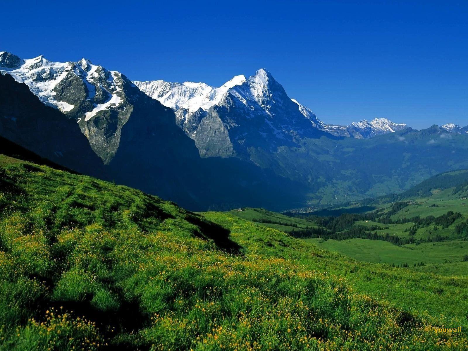 1600x1200 HD Widescreen Background Wallpaper: Beautiful Green Background
