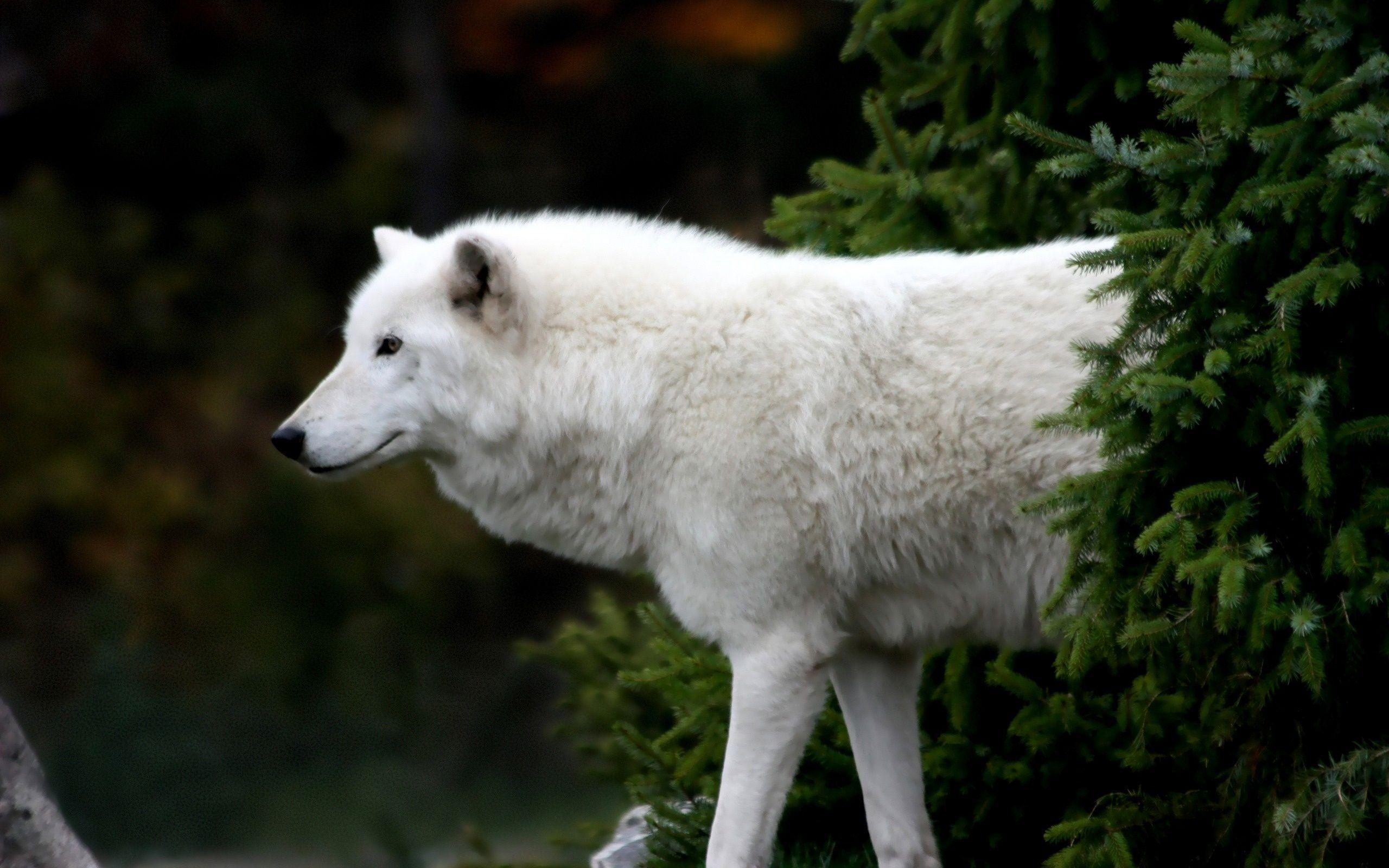 2560x1600 beautiful dogs. Wallpaper Black Wolf Arctic Animals