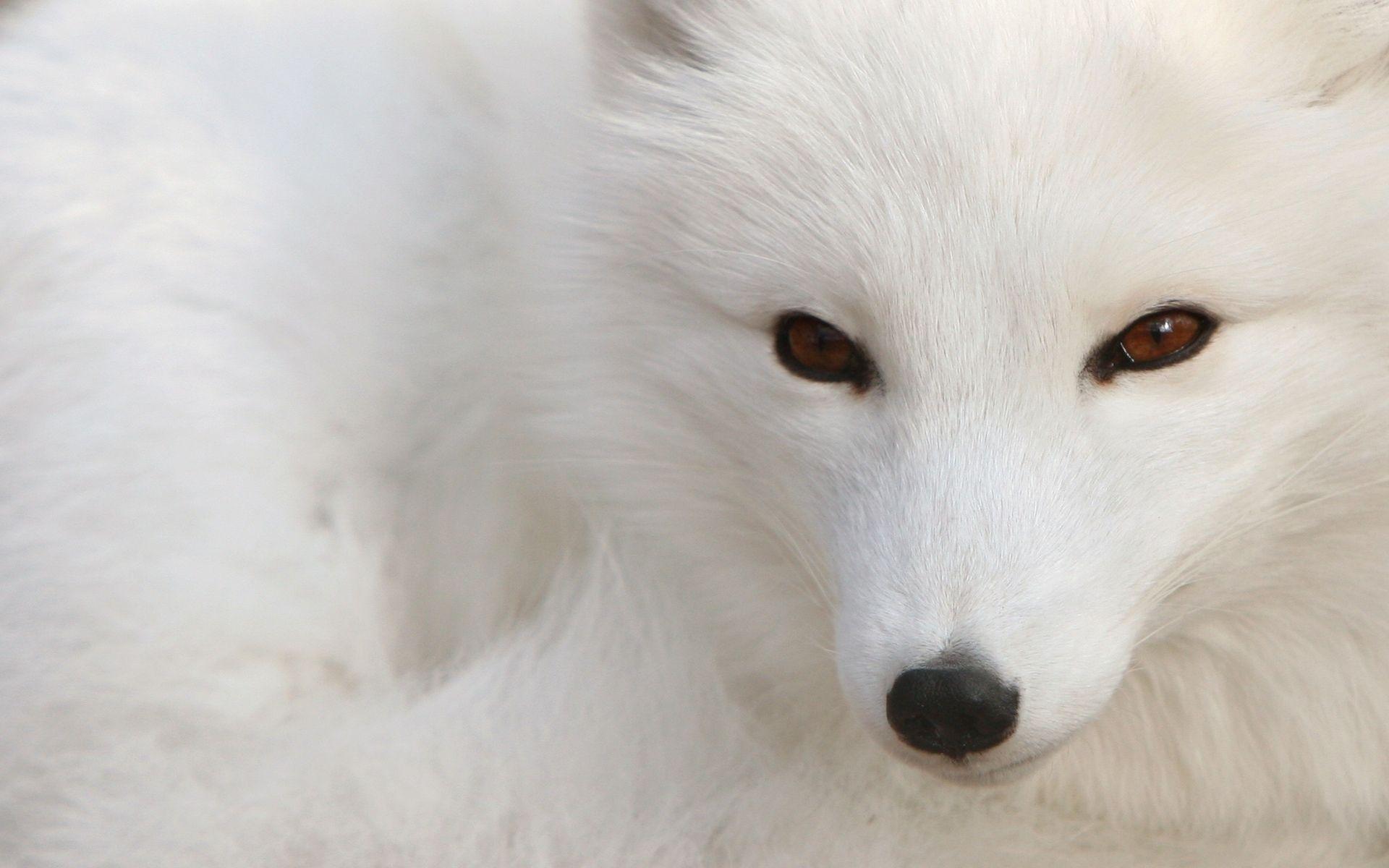 1920x1200 Snow Fox Wallpaper