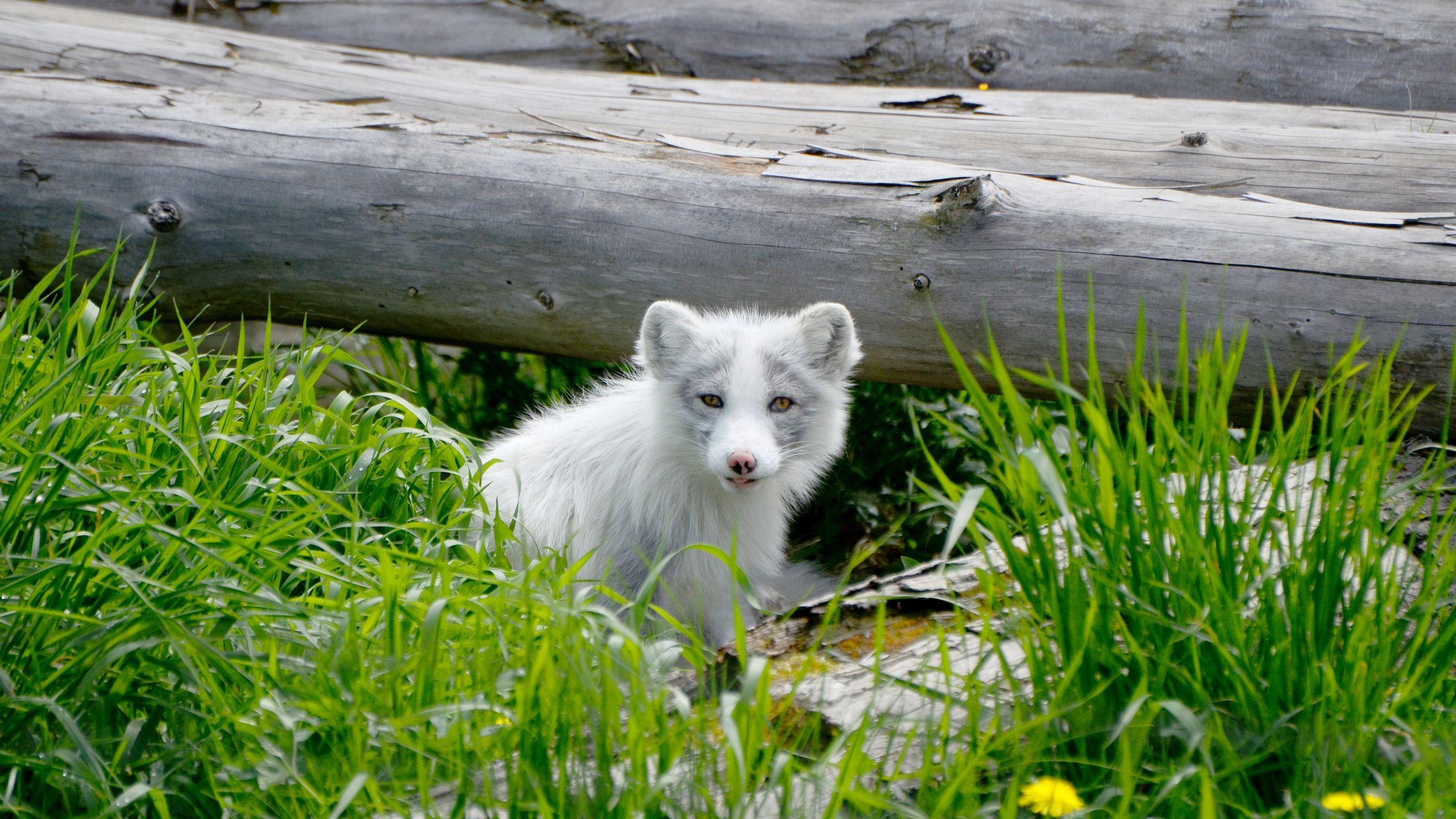 2560x1440 Download wallpaper 2560x1440 arctic fox, arctic, dog, fox