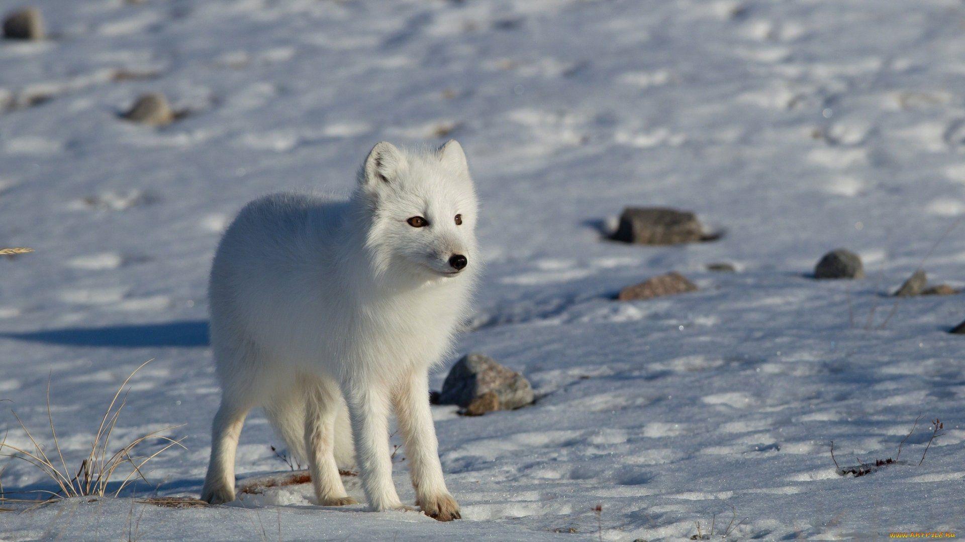 1920x1080 Arctic Fox HD Wallpaper