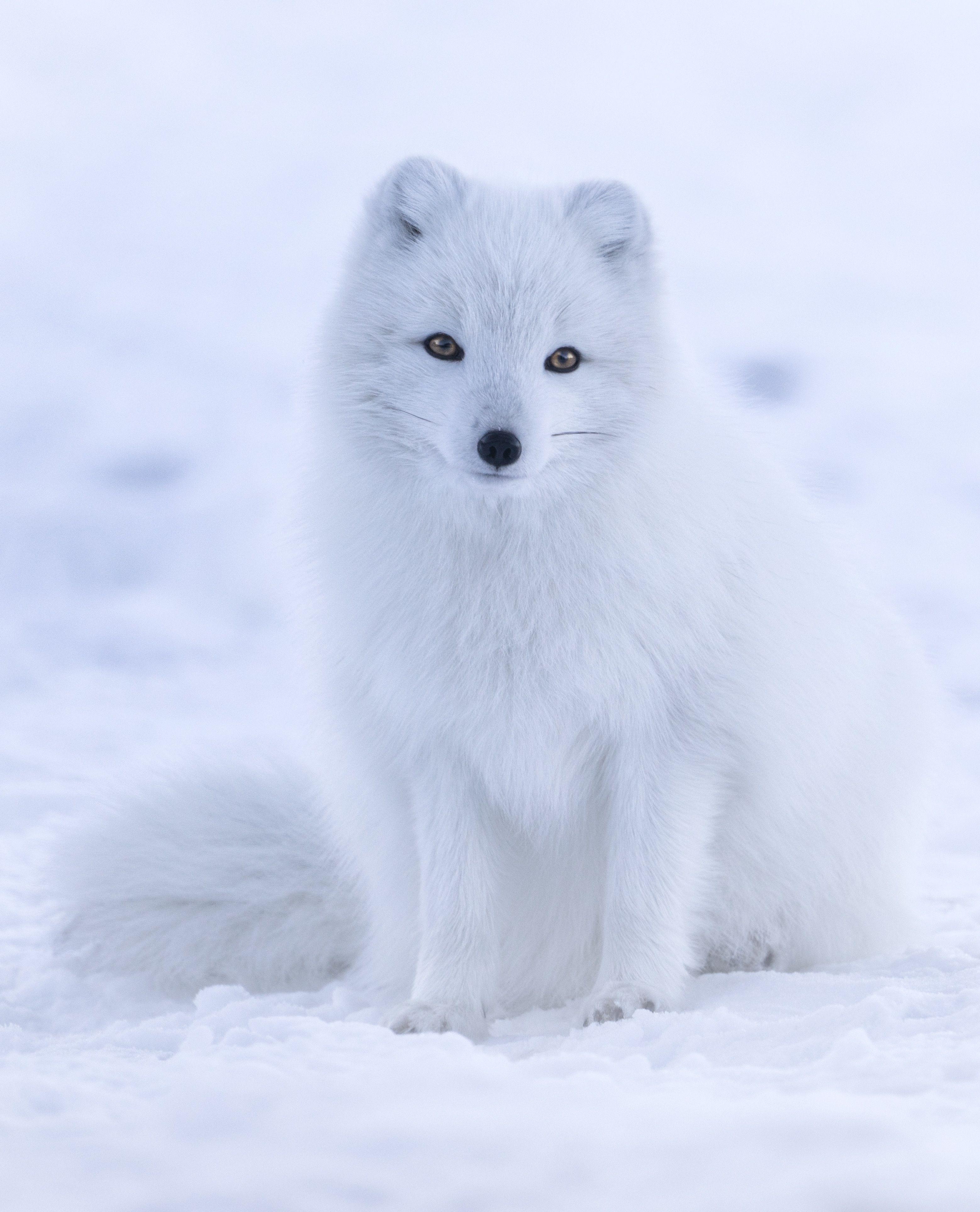 3115x3853 Arctic fox