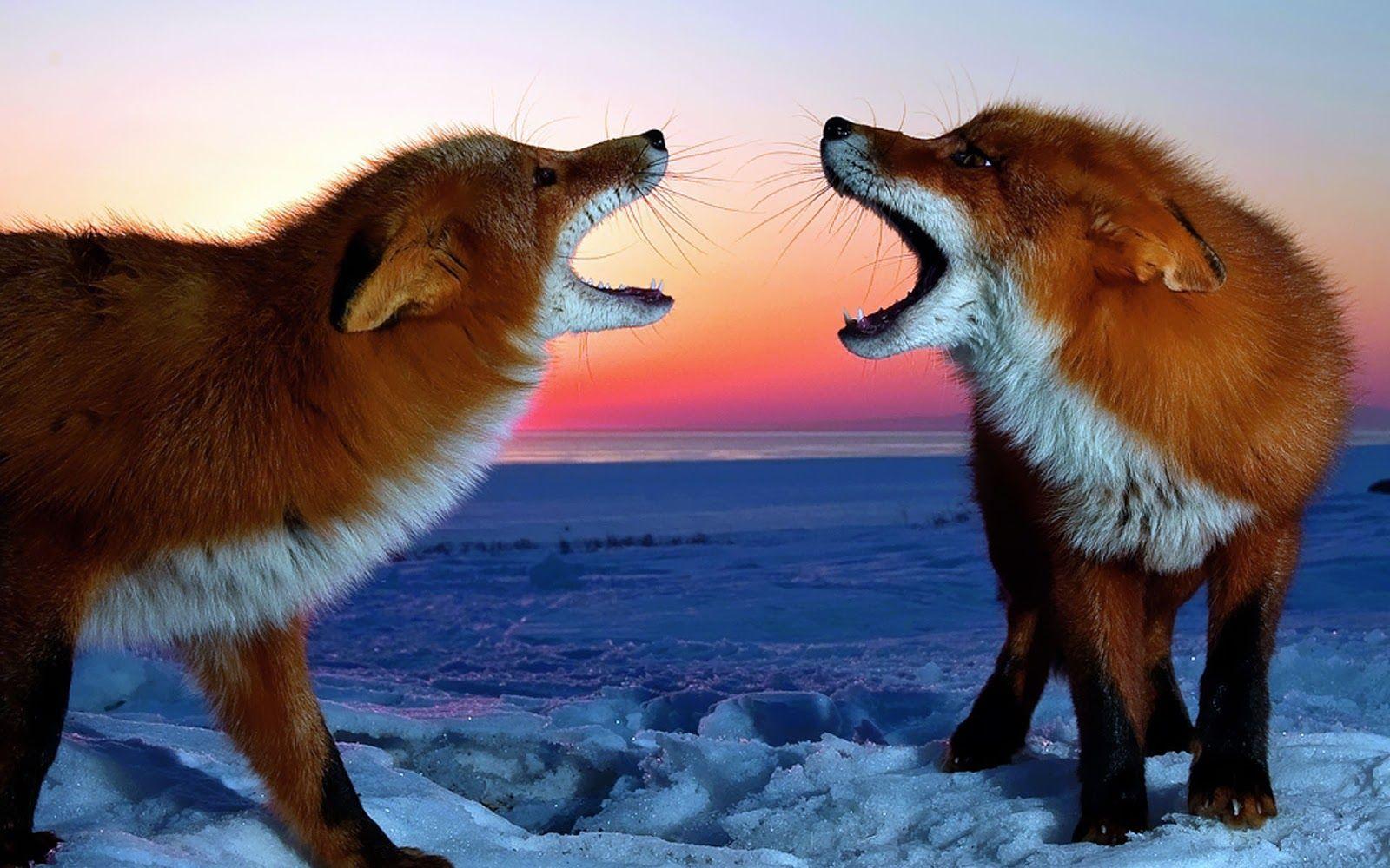1600x1000 Wallpaper of red foxes in the arctic. HD Animals Wallpaper