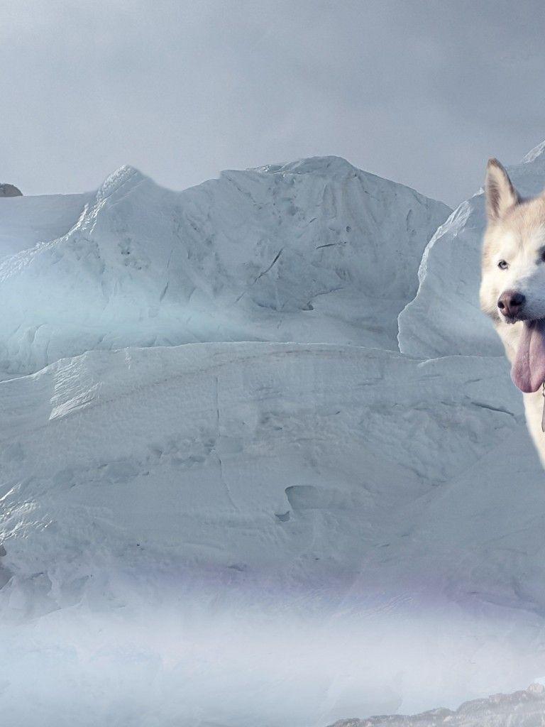 768x1024 Download 768x1024 Husky, Snow, Majestic, Dogs Wallpaper