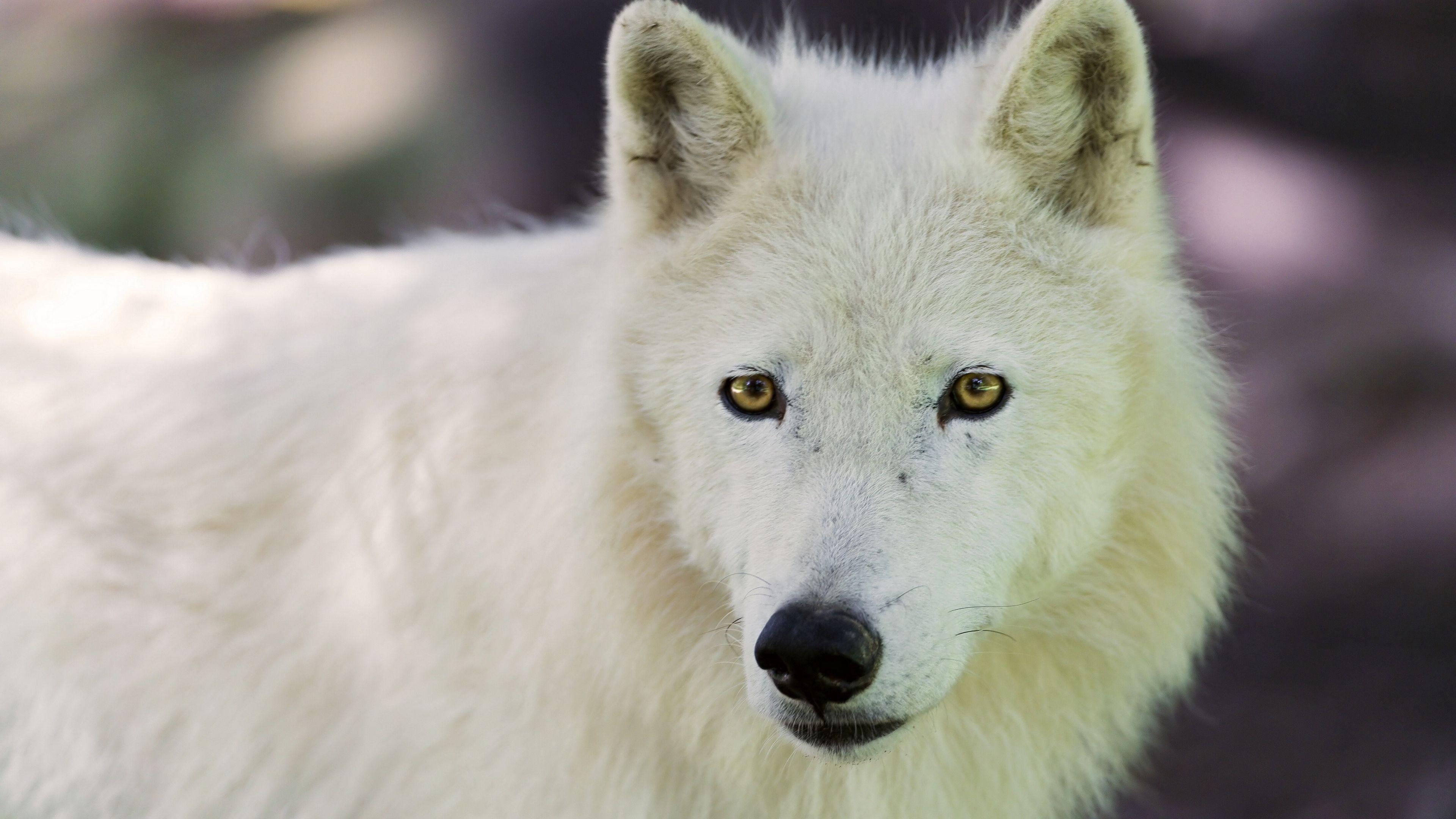 3840x2160 Download wallpaper 3840x2160 arctic wolf, dog, muzzle 4k uhd
