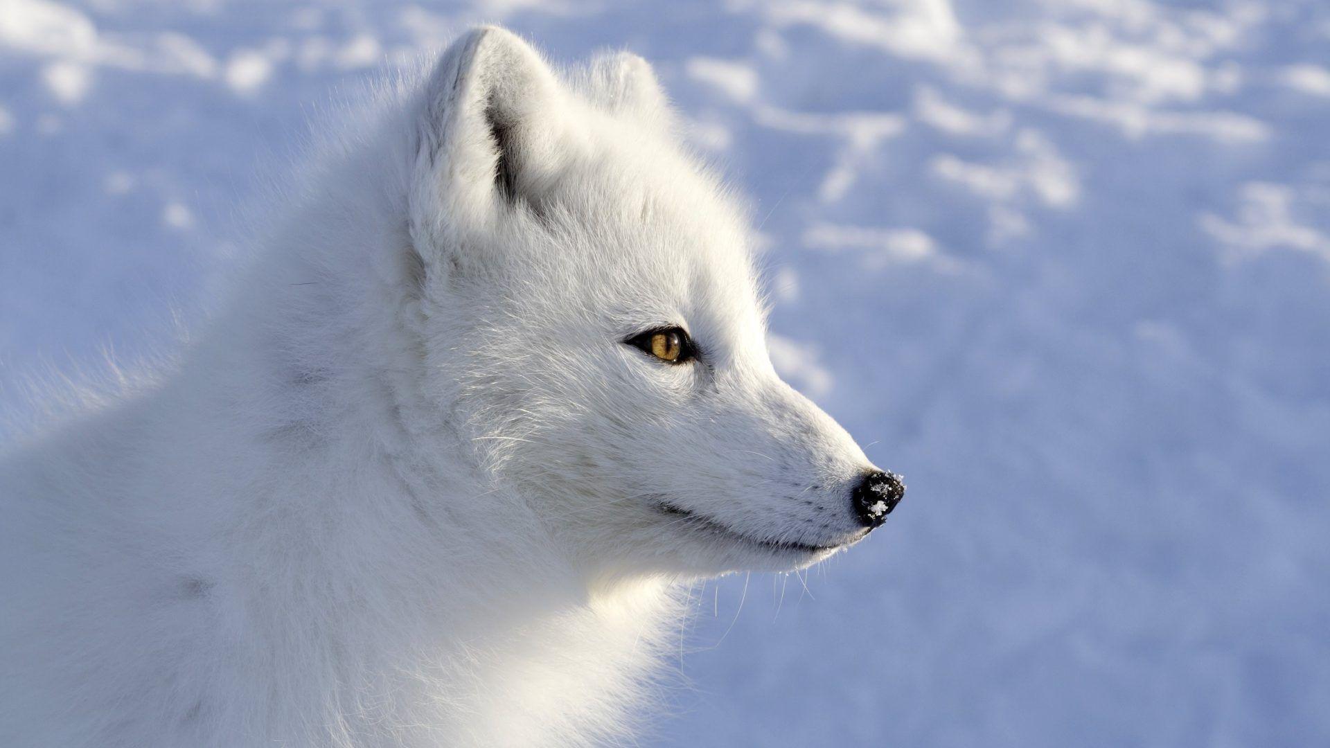 1920x1080 Snow Fox Wallpaper
