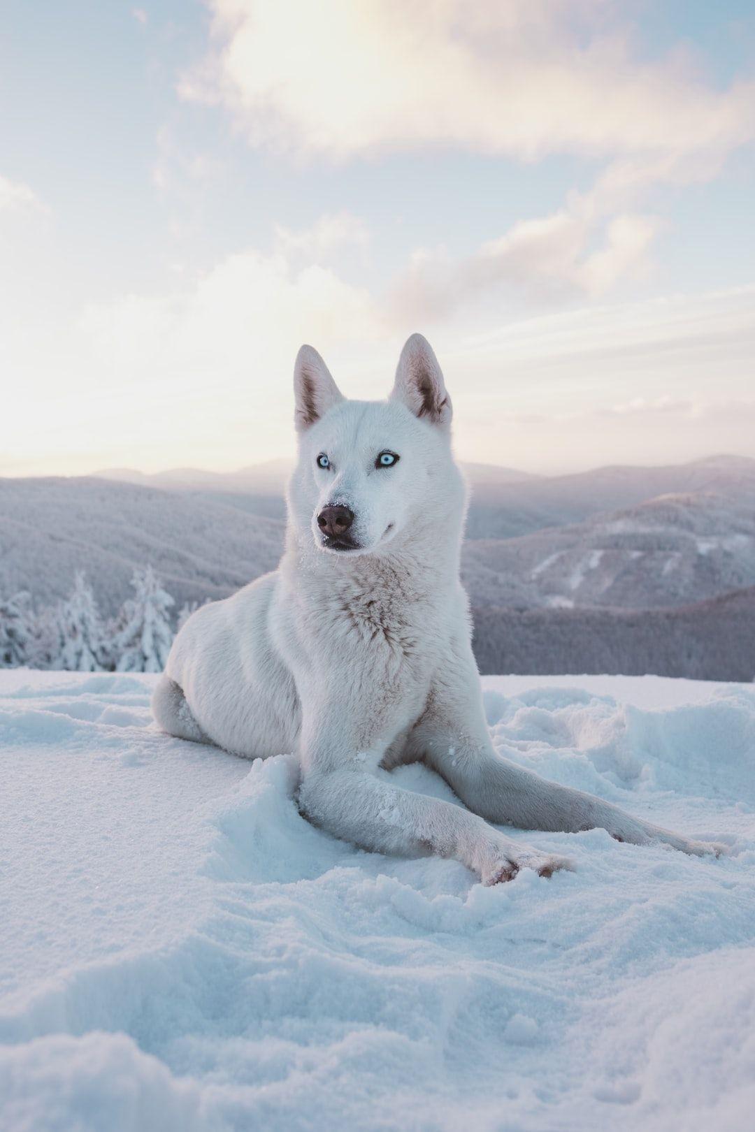 1080x1620 Wolf Wallpaper: Free HD Download [HQ]