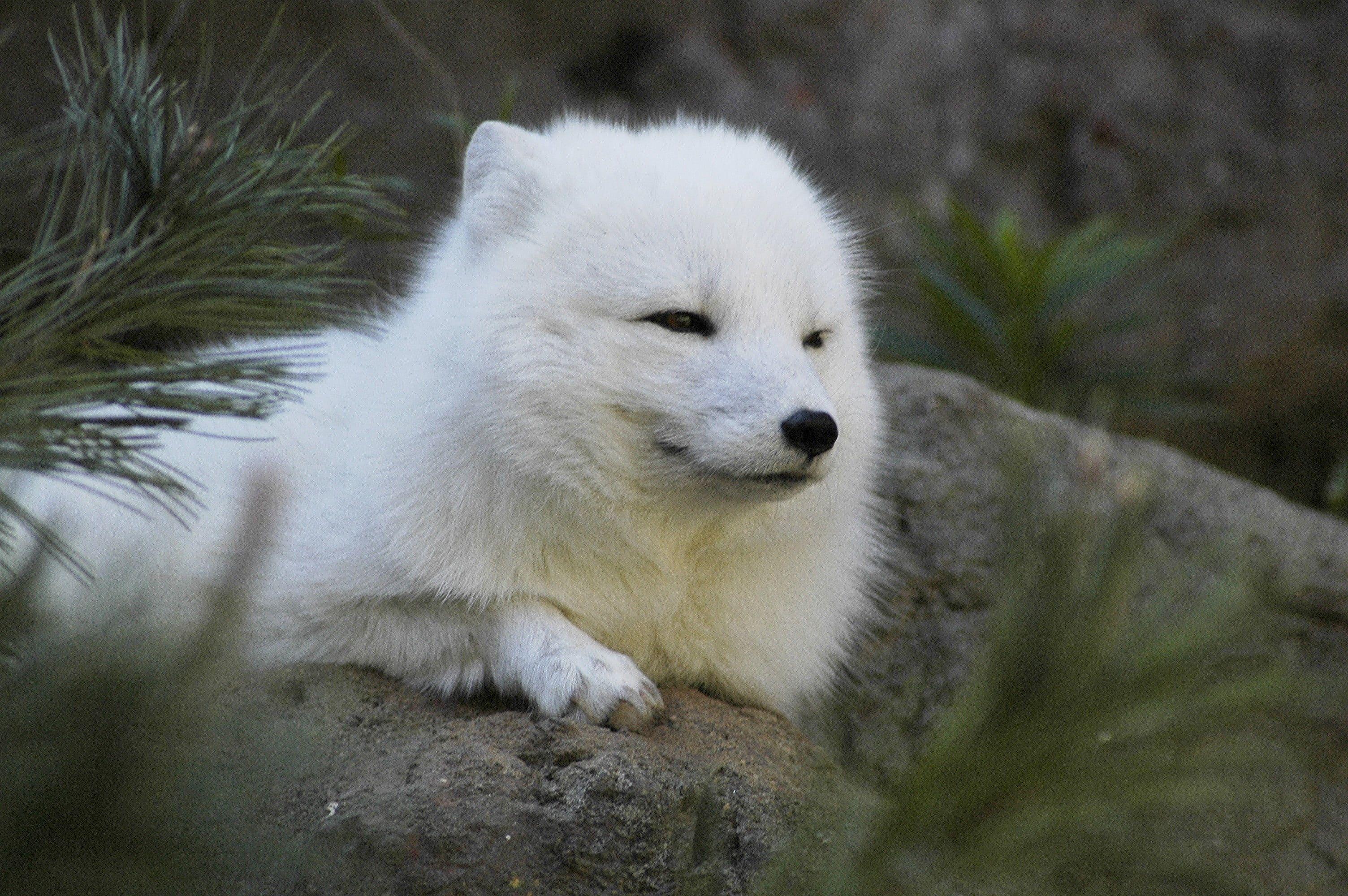 3008x2000 Medium Coated White Dog, Arctic Fox, Animals HD Wallpaper