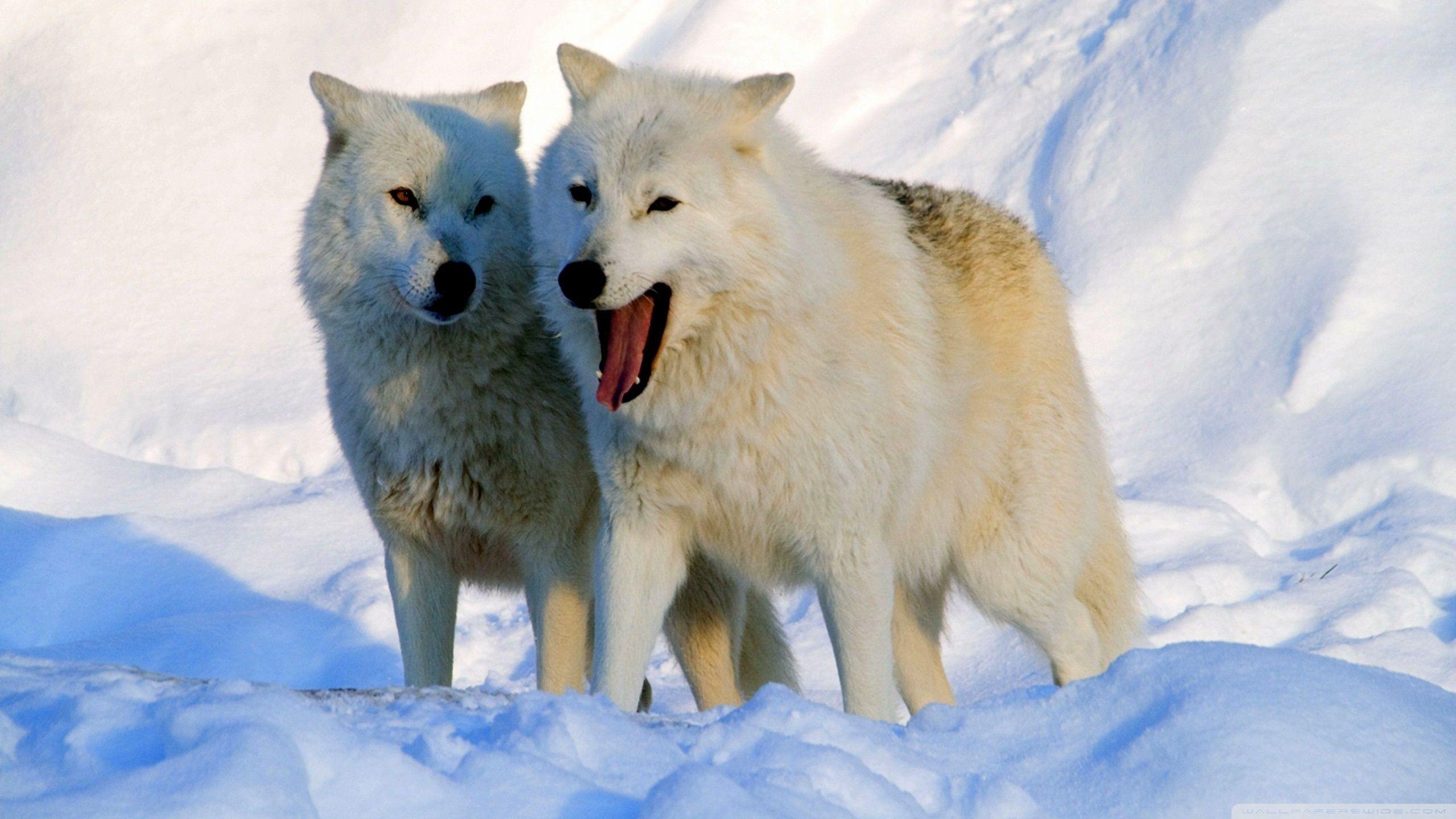 2560x1440 Wall.Cookdiary.net of Arctic Wolf Wallpaper HD