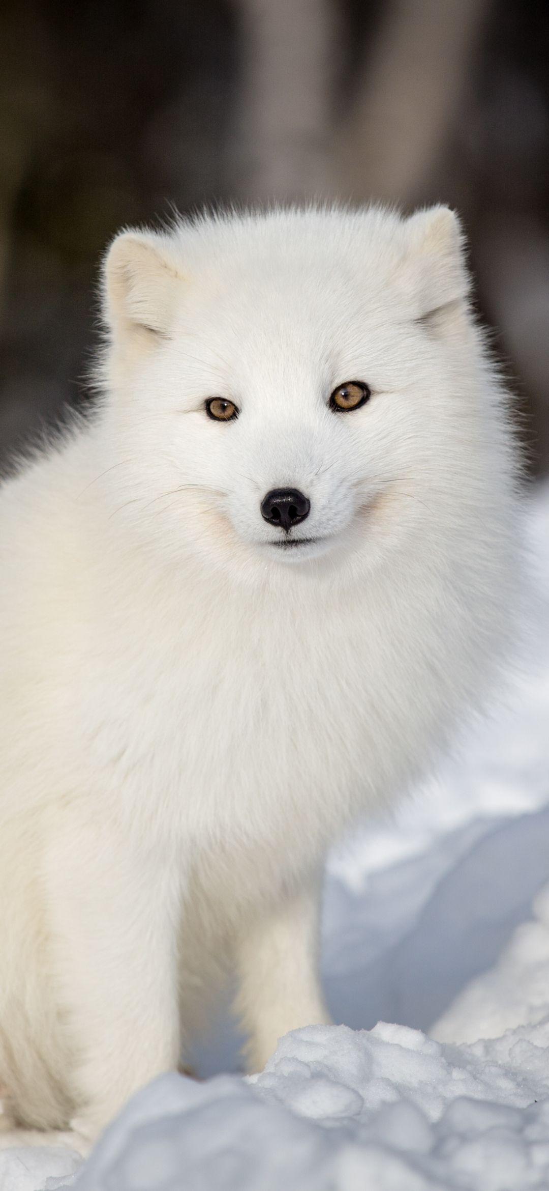 1080x2340 Animal Arctic Fox (1080x2340) Wallpaper