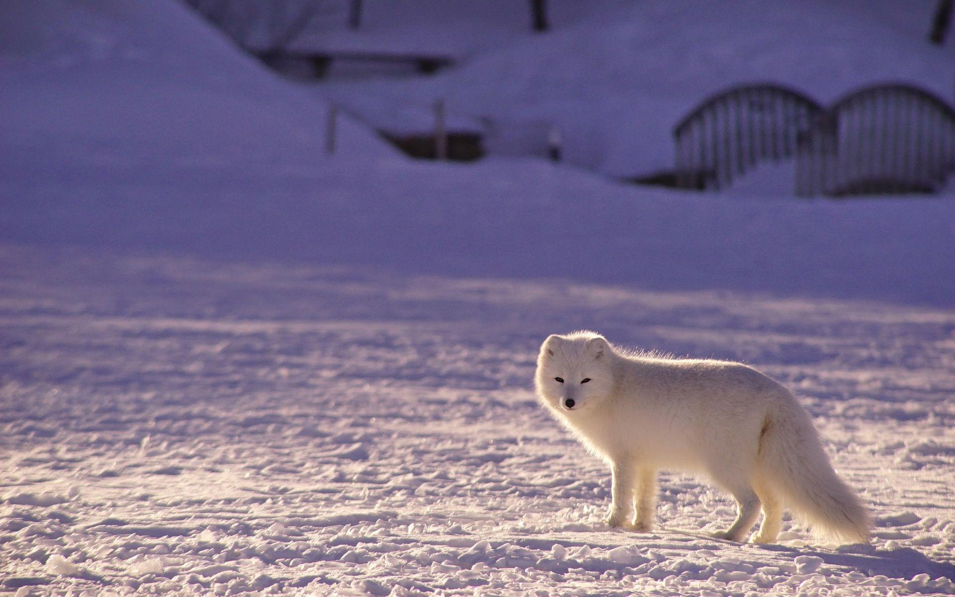 1920x1200 Arctic Fox Wallpaper. HD Wallpaper Background